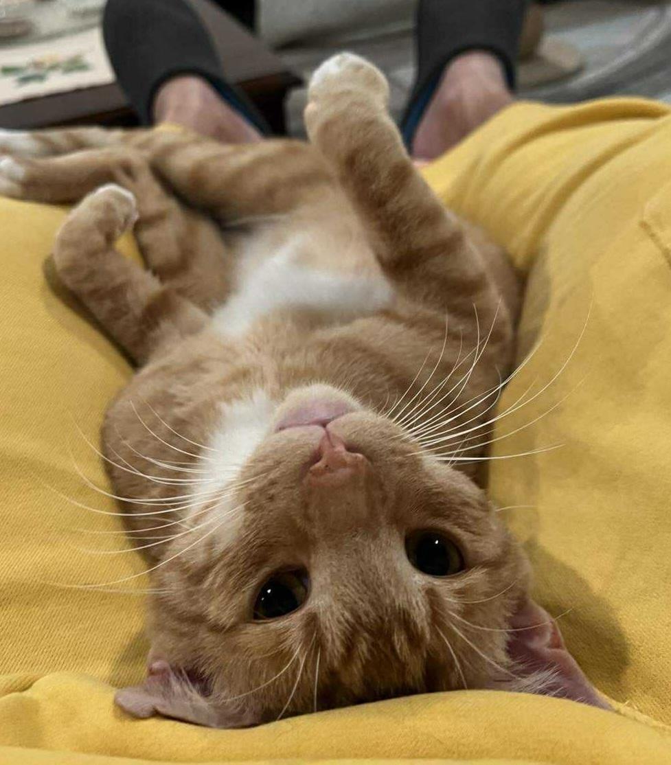 Leo, adopted, Young Male Domestic Short Hair.