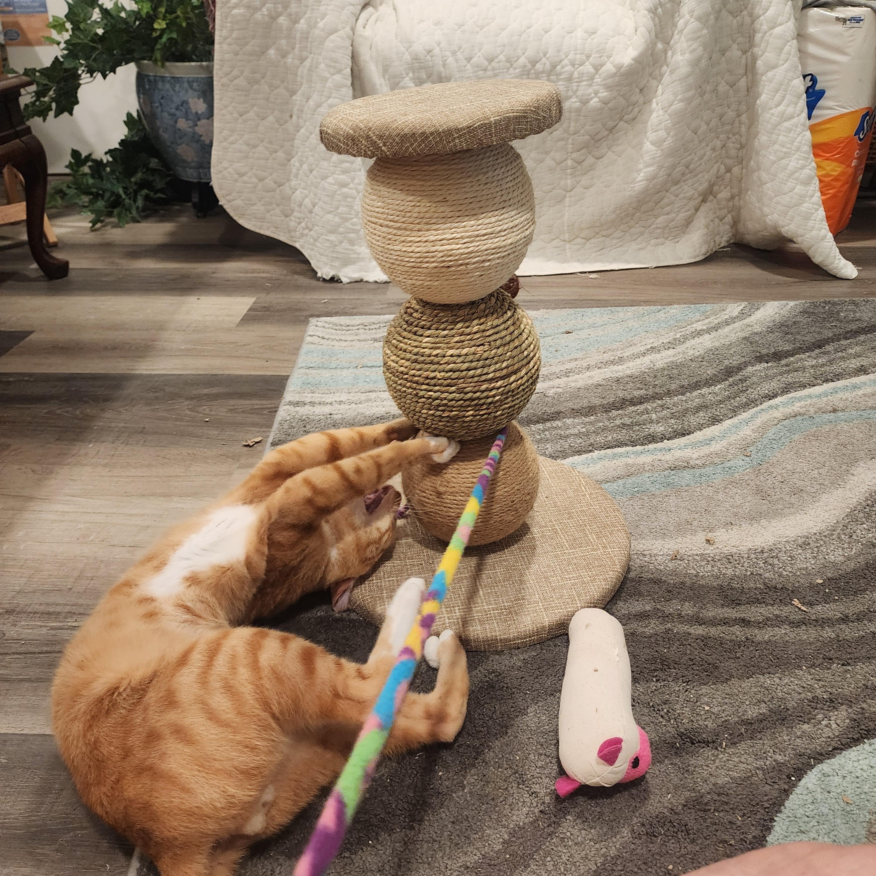 Enlarge Leo, an adopted Domestic Short Hair in Mobile, AL image 2/3