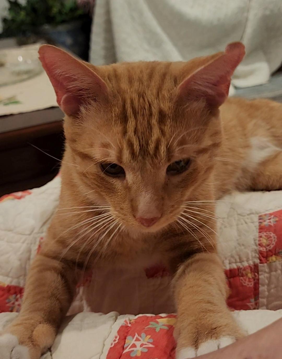 Enlarge Leo, an adopted Domestic Short Hair in Mobile, AL image 3/3