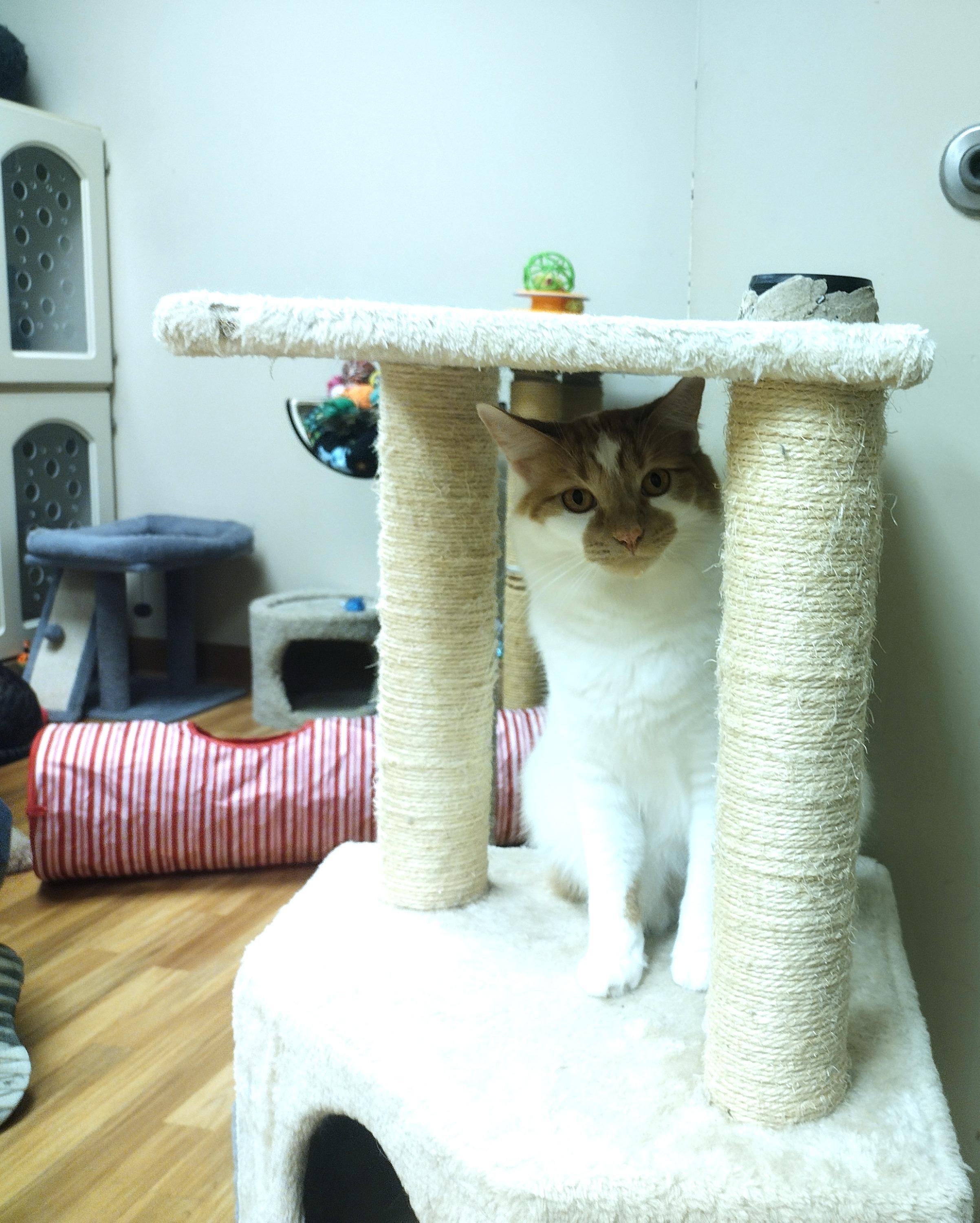 Colby, a ADOPTABLE Domestic Medium Hair in Schaumburg, IL image 3/4