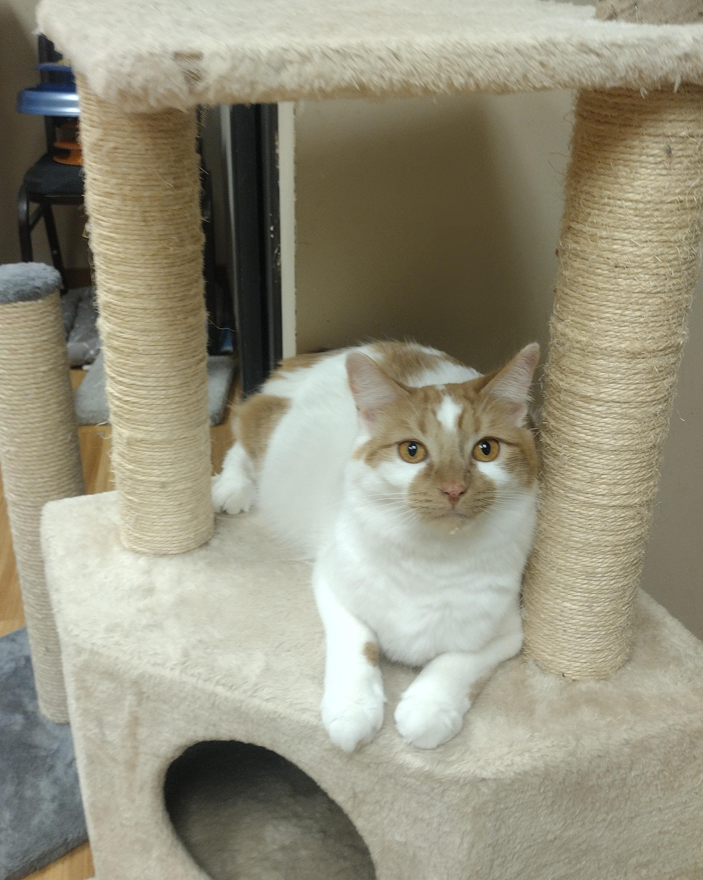 Colby, a ADOPTABLE Domestic Medium Hair in Schaumburg, IL image 1/4