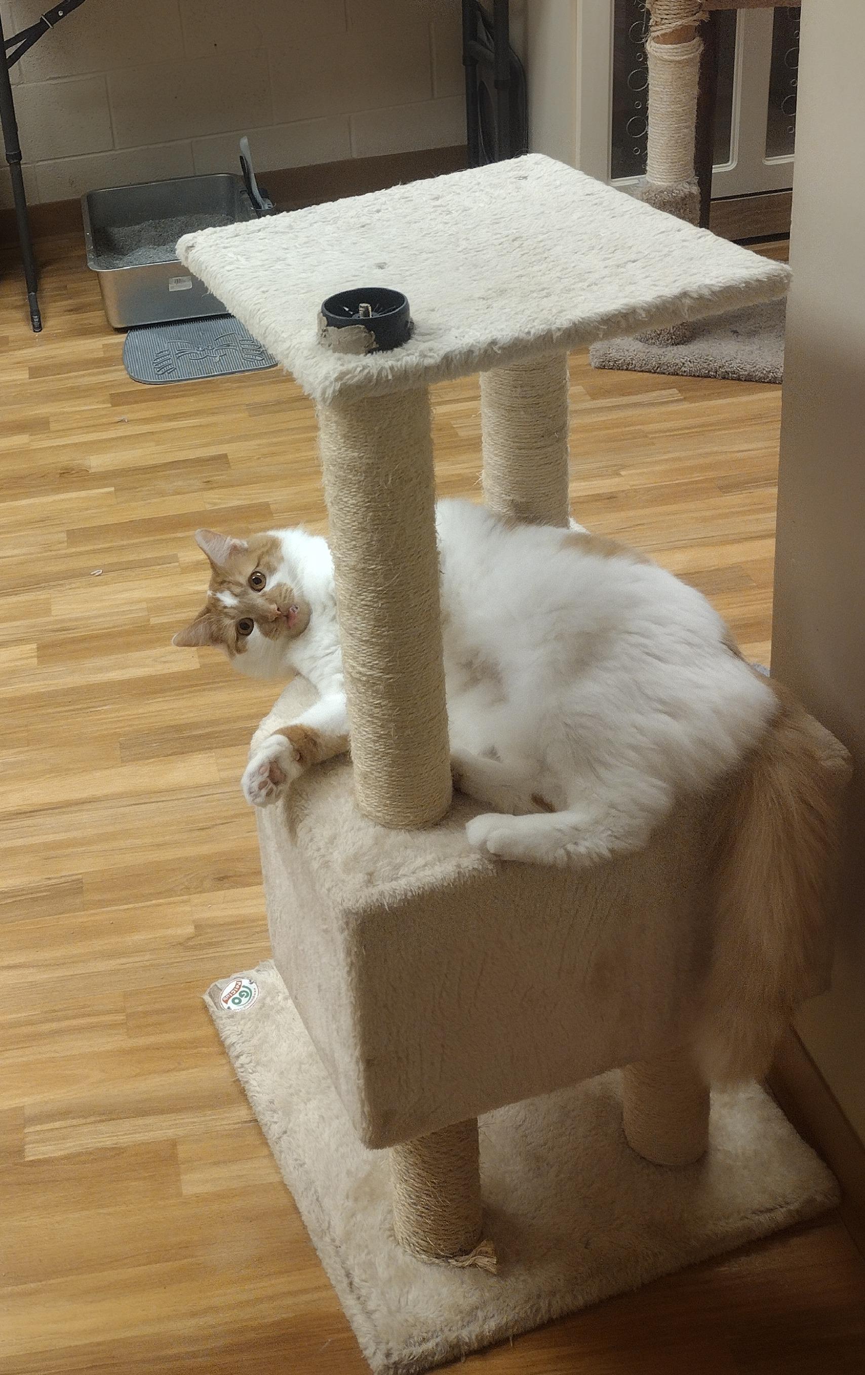 Colby, a ADOPTABLE Domestic Medium Hair in Schaumburg, IL image 4/4