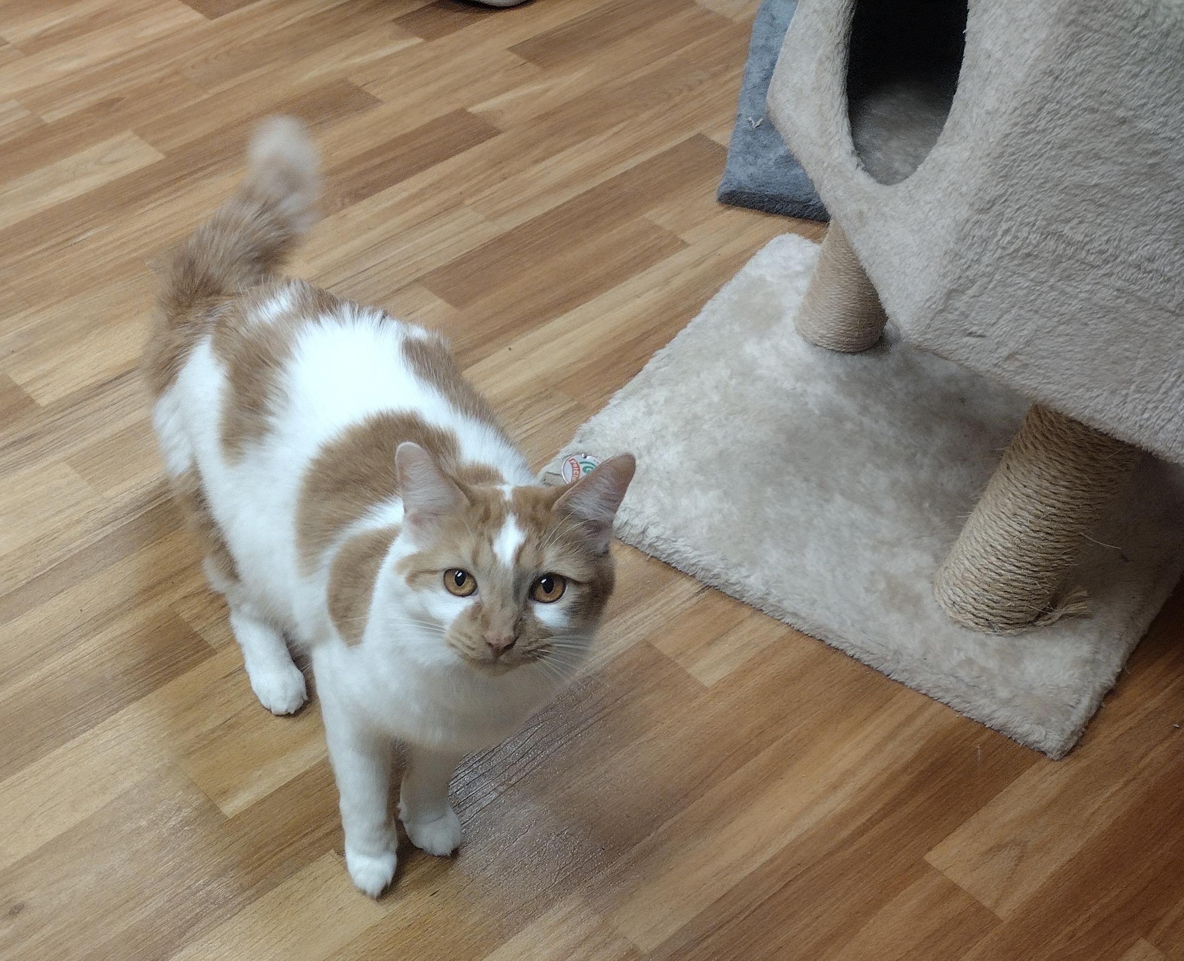 Colby, a ADOPTABLE Domestic Medium Hair in Schaumburg, IL image 2/4