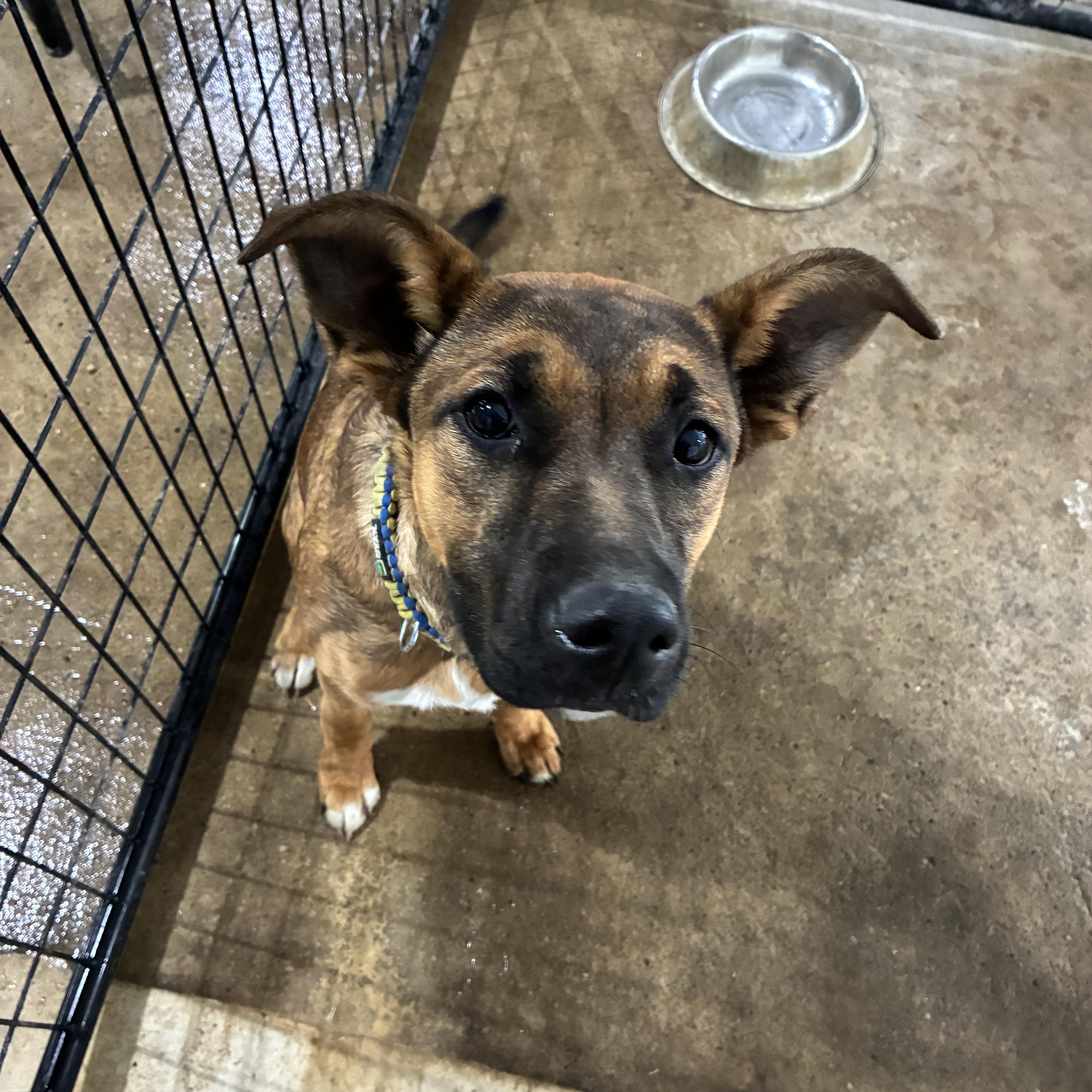 Enlarge Annie, an adopted mixed breed in St Henry, OH image 1/3