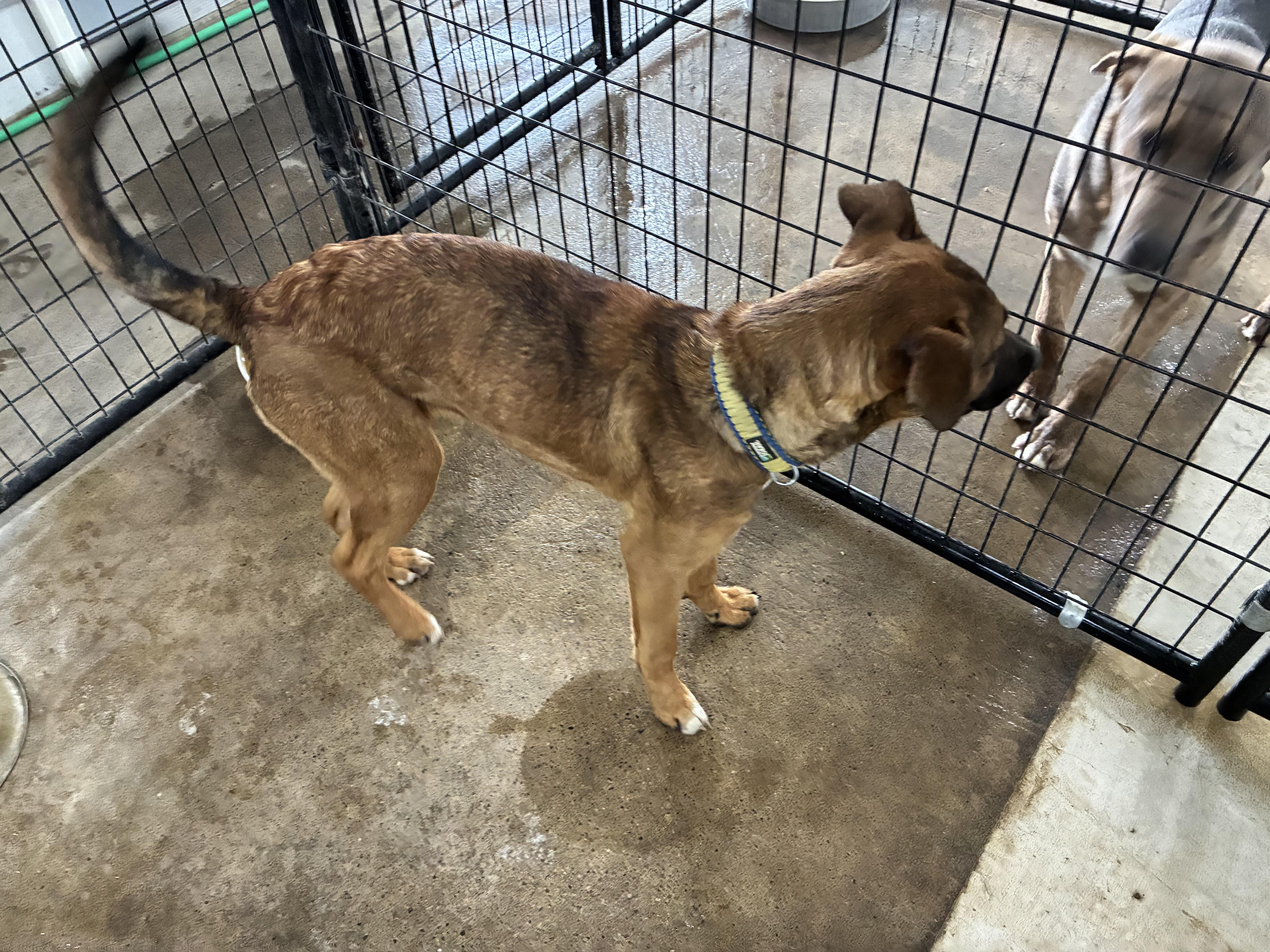 Enlarge Annie, an adopted mixed breed in St Henry, OH image 2/3