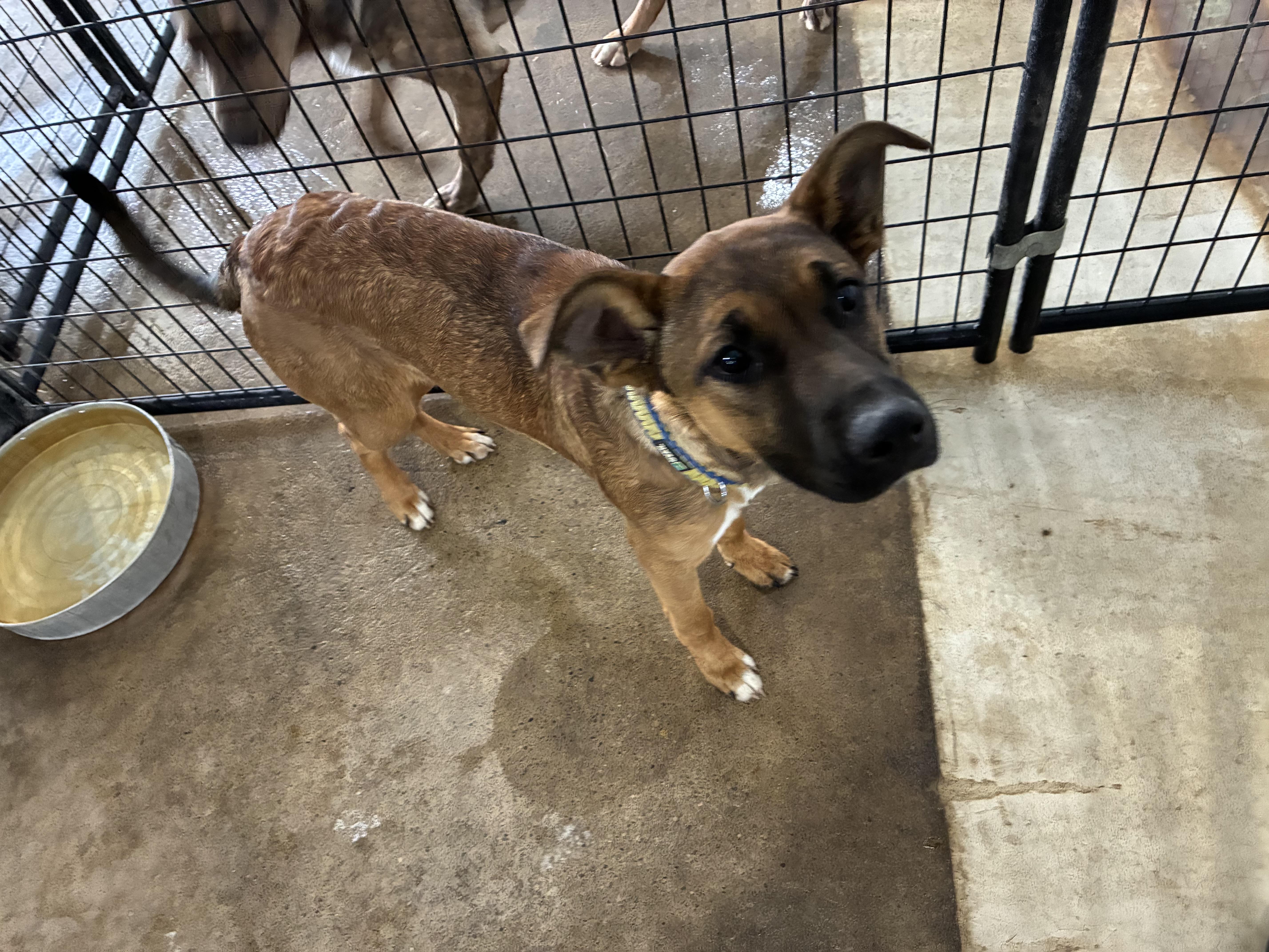 Enlarge Annie, an adopted mixed breed in St Henry, OH image 3/3