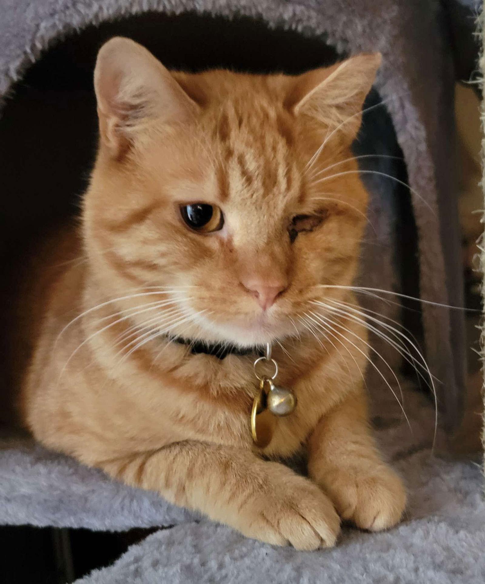 Cyrus, Adoptable, Young Male Domestic Short Hair & Tabby.