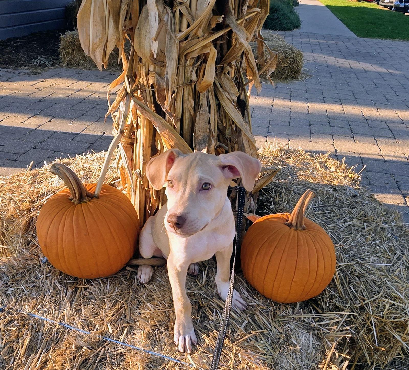 Tiki, a Adoptable mixed breed in Elgin, IL image 2/3