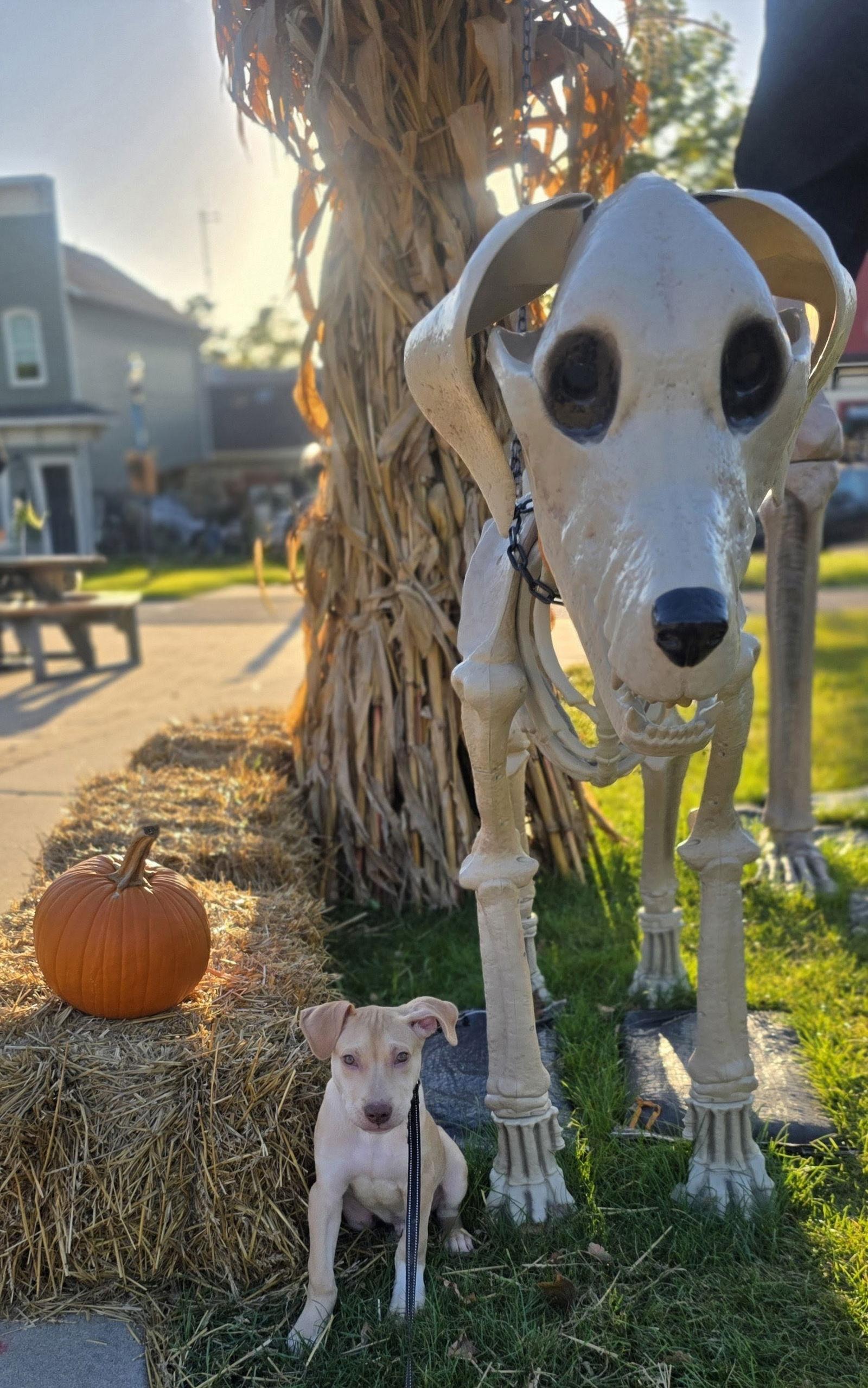 Tiki, a Adoptable mixed breed in Elgin, IL image 3/3