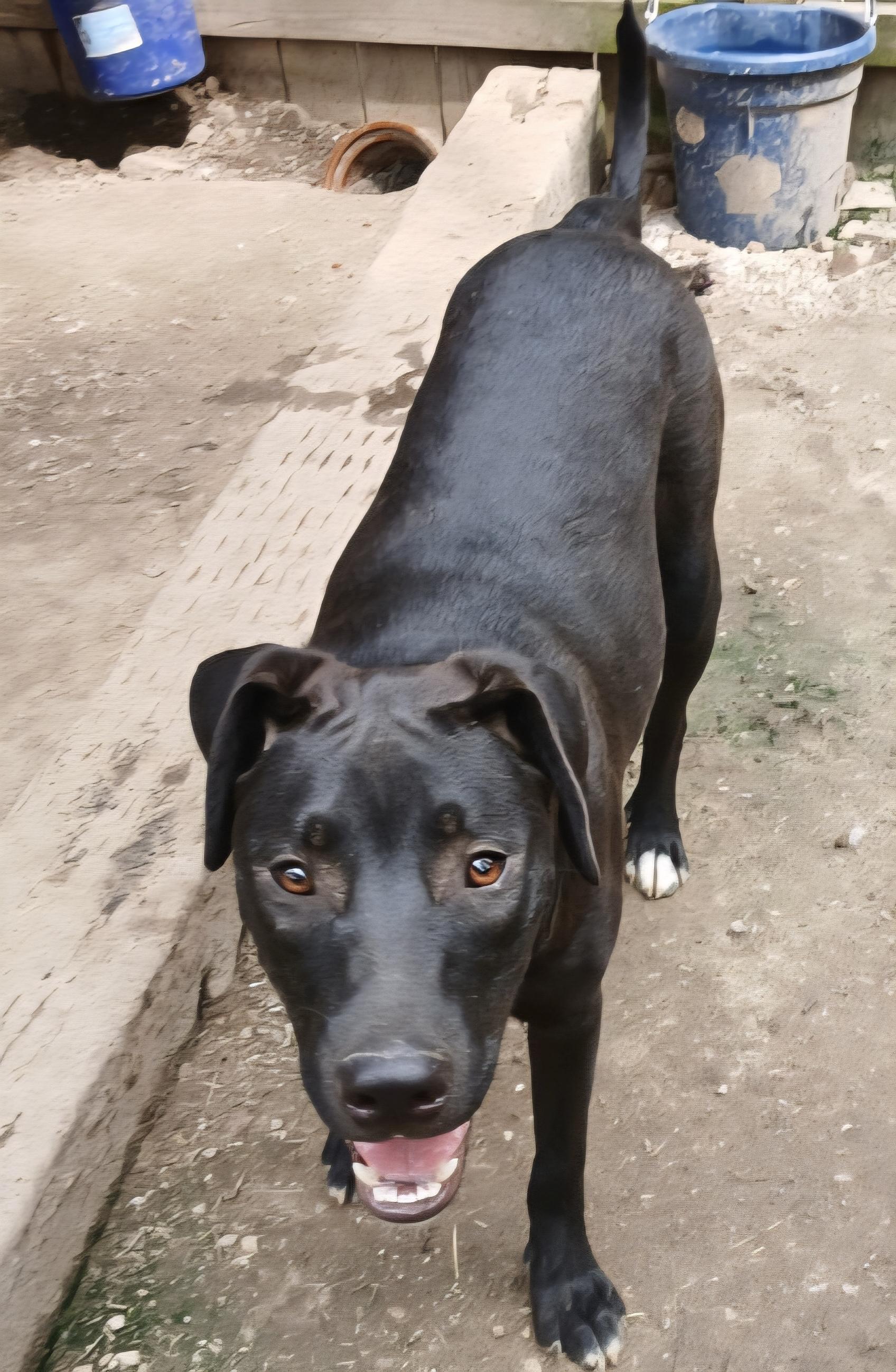 Enlarge Ranger 1, a Adoptable mixed breed in Manchester, CT image 1/5