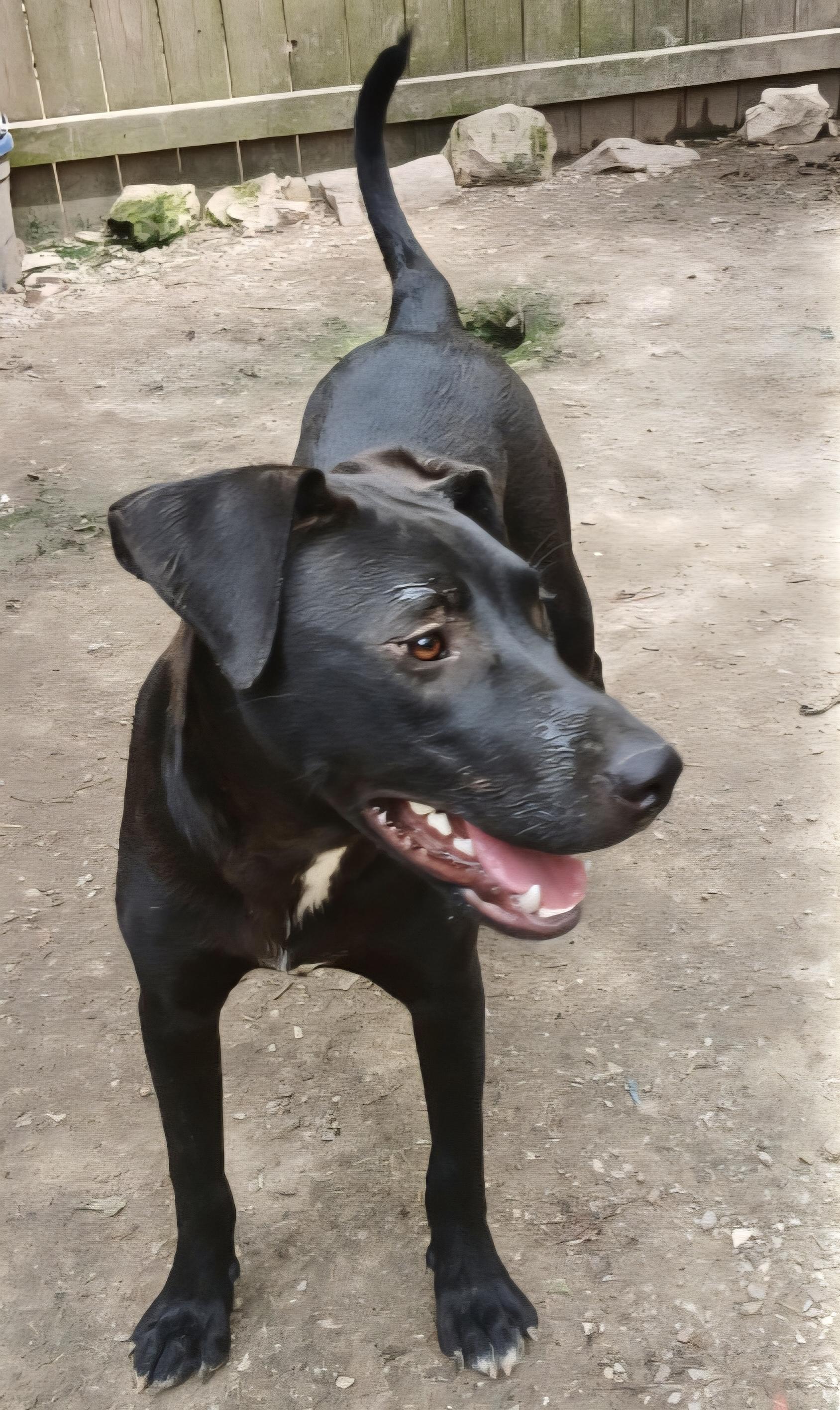 Enlarge Ranger 1, a Adoptable mixed breed in Manchester, CT image 2/5