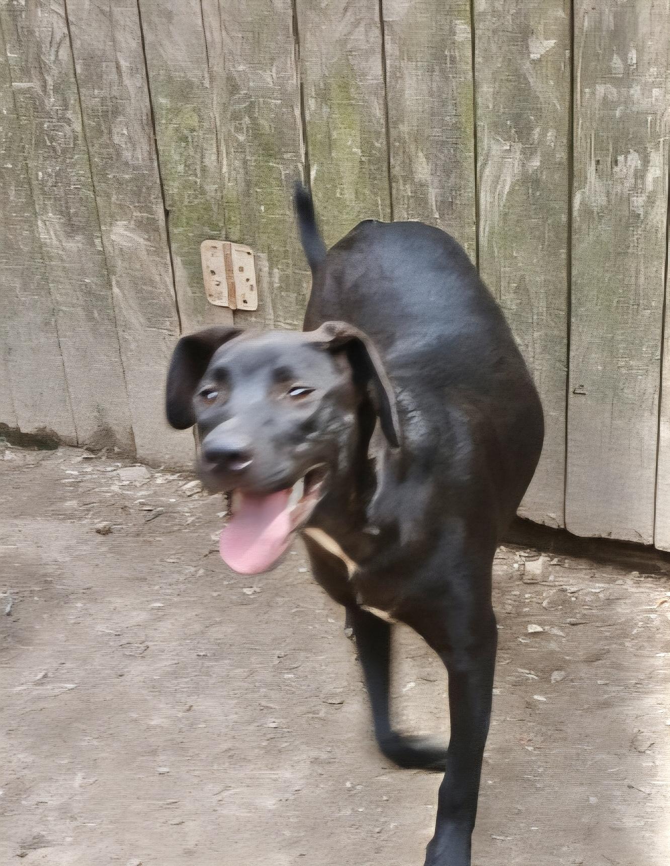 Enlarge Ranger 1, a Adoptable mixed breed in Manchester, CT image 3/5