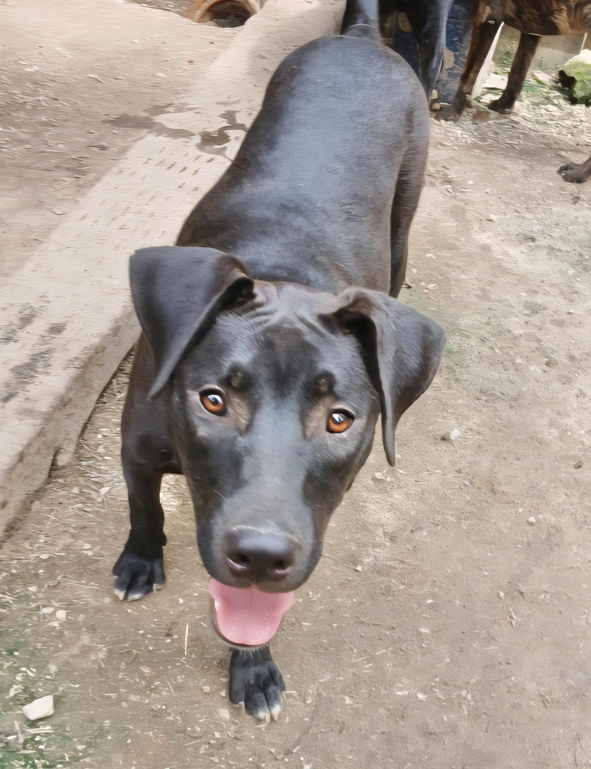 Enlarge Ranger 1, a Adoptable mixed breed in Manchester, CT image 5/5