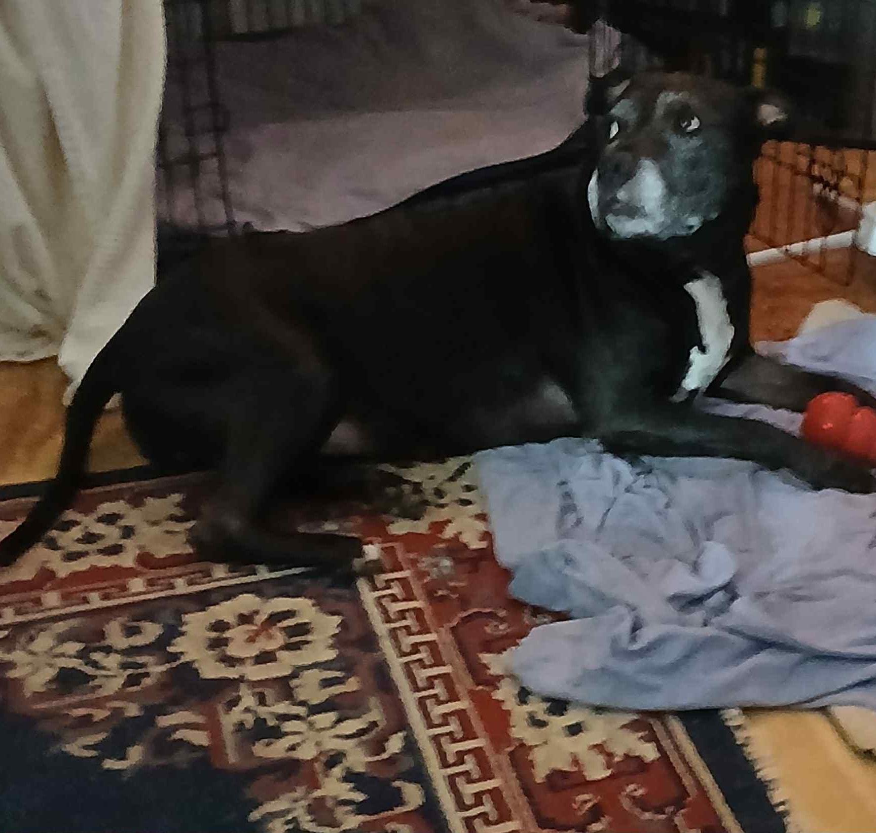 Layla, a Adoptable mixed breed in Mount Airy, NC image 1/3