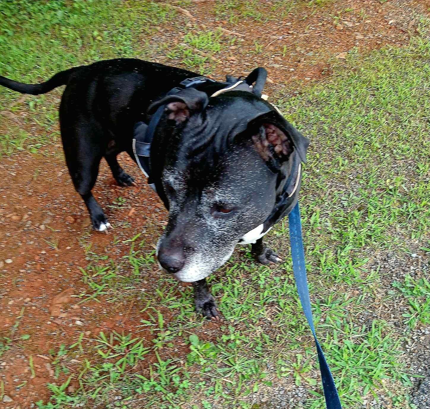 Layla, a Adoptable mixed breed in Mount Airy, NC image 2/3