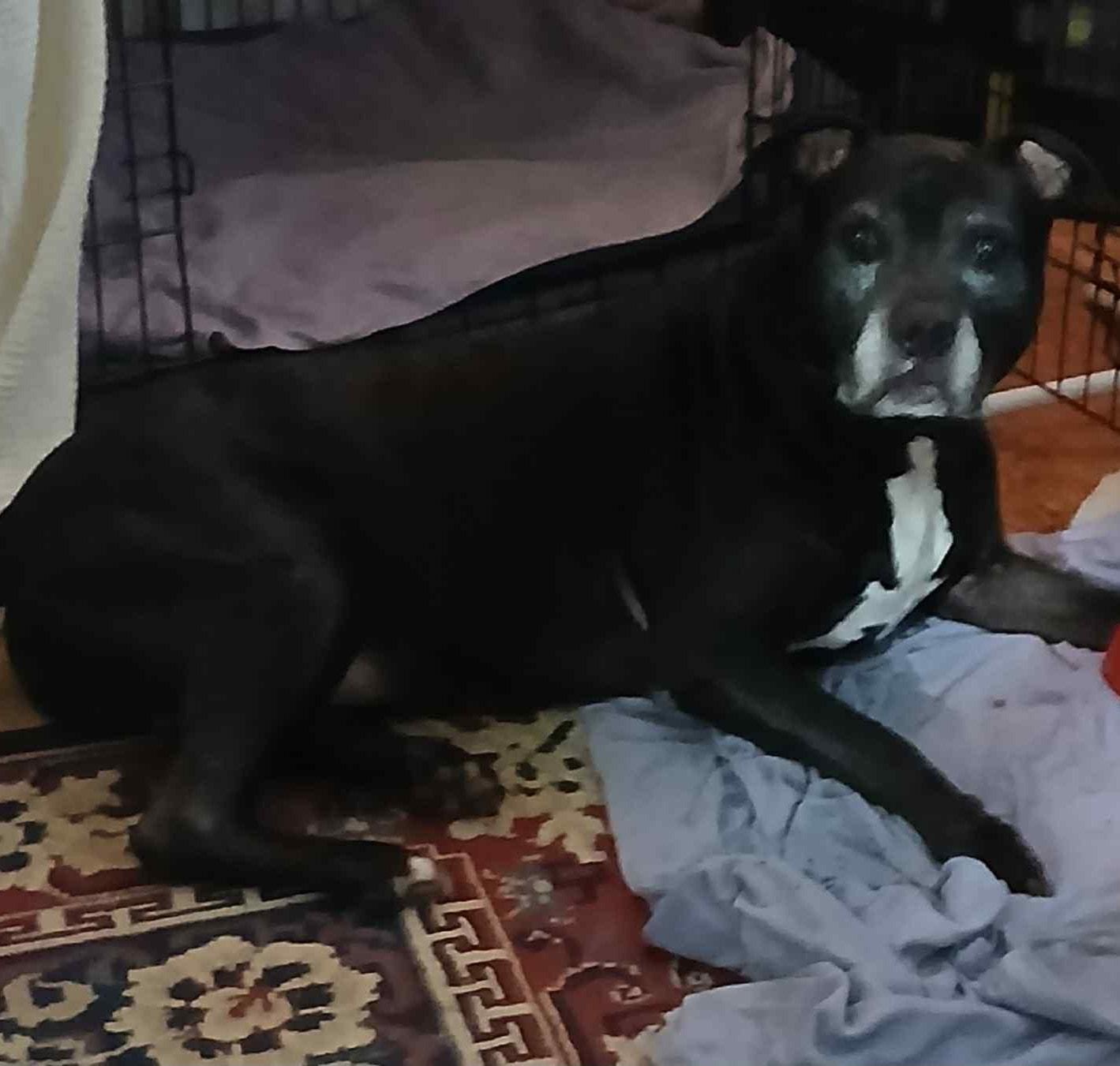 Layla, a Adoptable mixed breed in Mount Airy, NC image 3/3