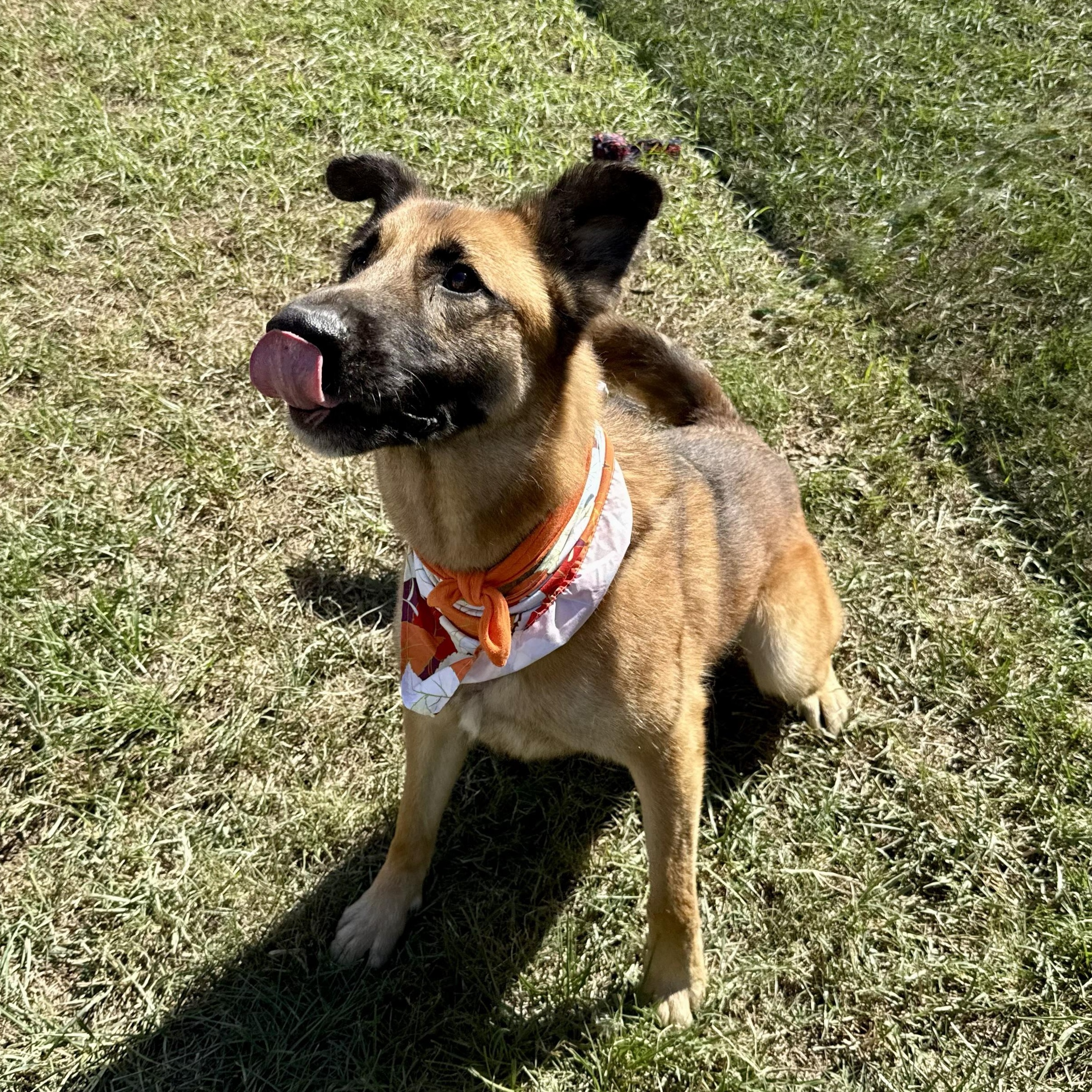 Puka — thumbnail 3