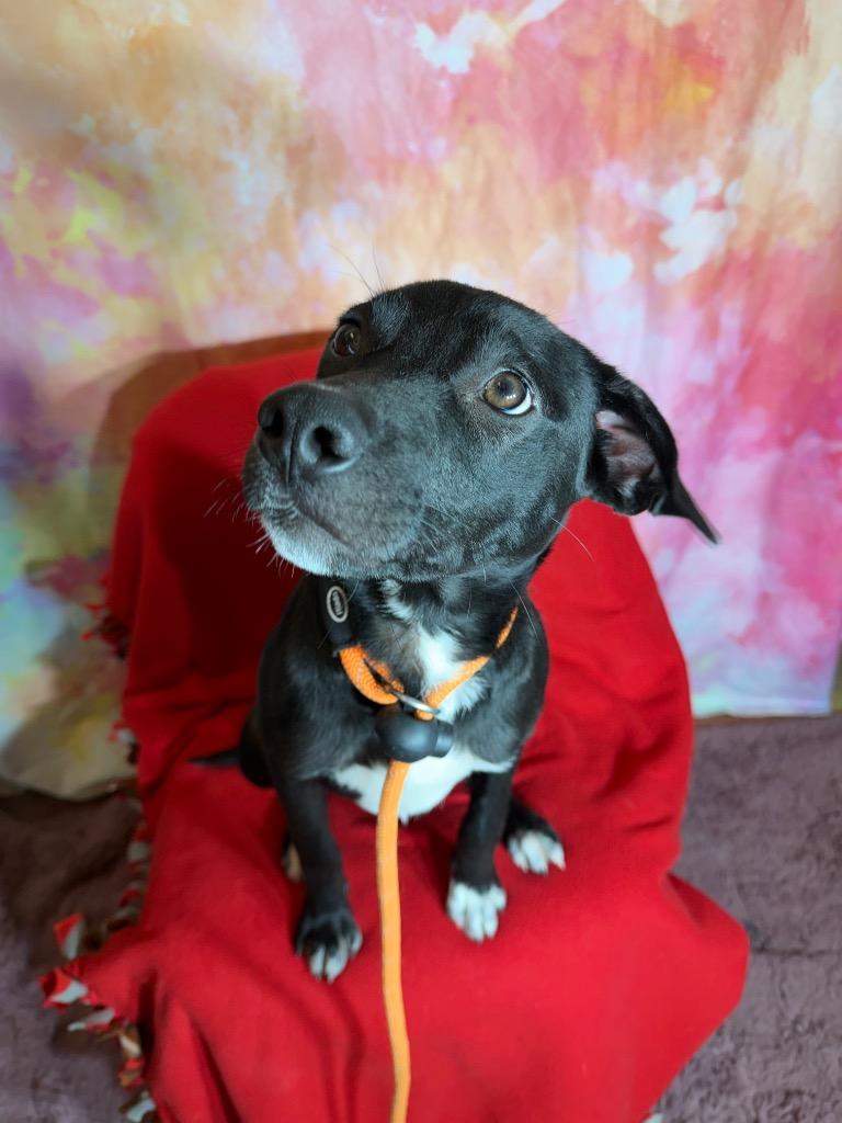 PIPPIN, a Adopted Hound in Wintersville, OH image 1/2