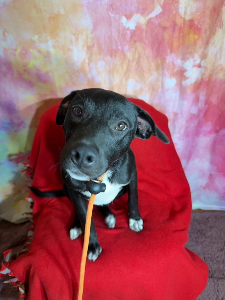 PIPPIN, a Adopted Hound in Wintersville, OH image 2/2