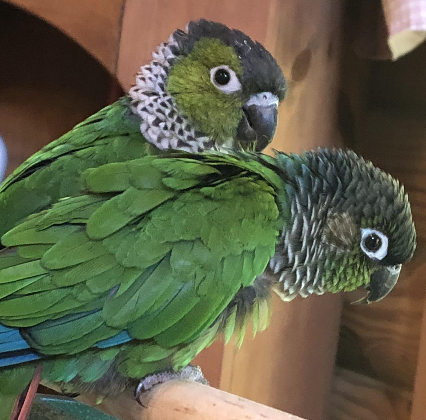 Enlarge Sam and Birdie Bird, a Adoptable Conure in Alexander, NC image 1/4