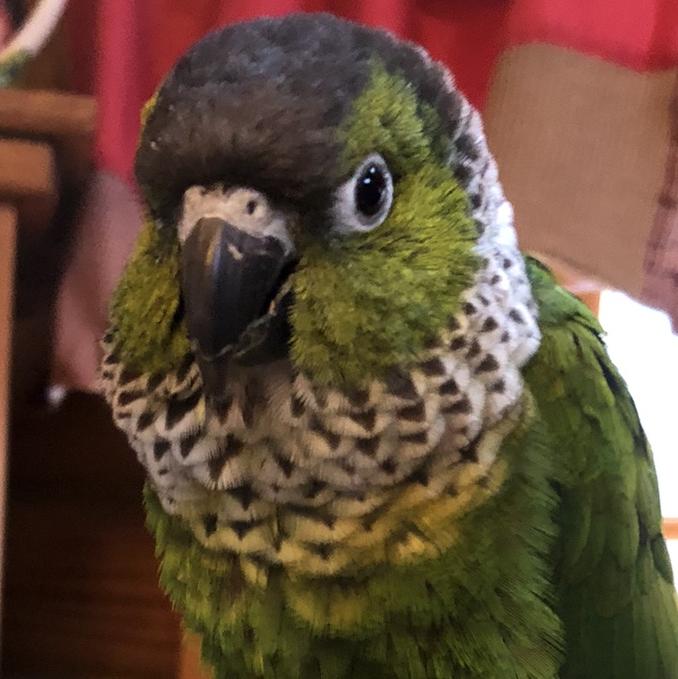 Enlarge Sam and Birdie Bird, a Adoptable Conure in Alexander, NC image 4/4