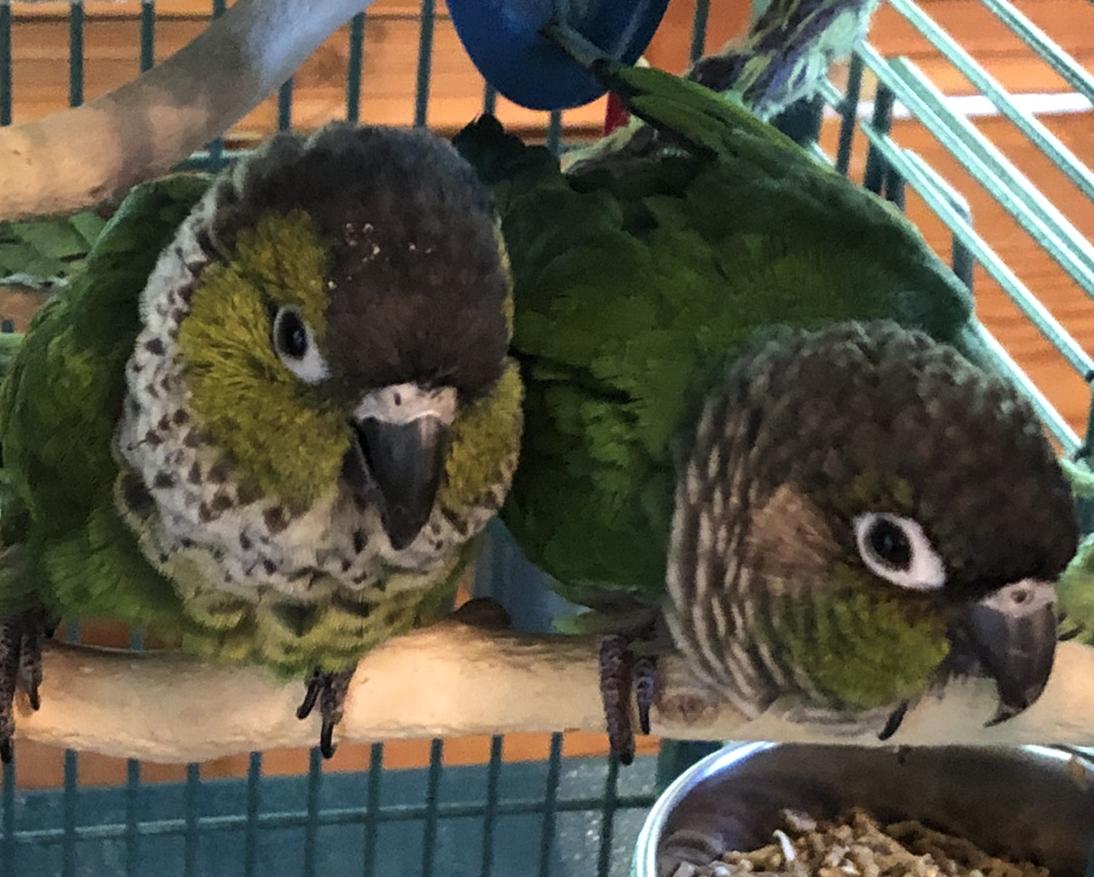 Enlarge Sam and Birdie Bird, a Adoptable Conure in Alexander, NC image 3/4