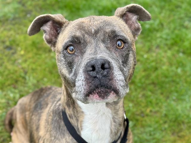 Enlarge LEENA, a Adoptable mixed breed in Tacoma, WA image 1/1