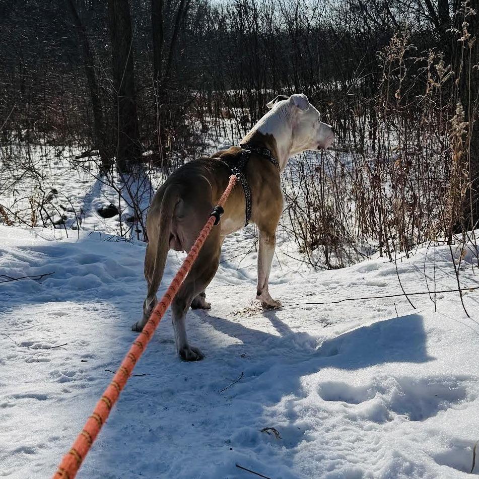 Chase N. Tail  D9754, Adoptable, Senior Male Pit Bull Terrier & Staffordshire Bull Terrier.