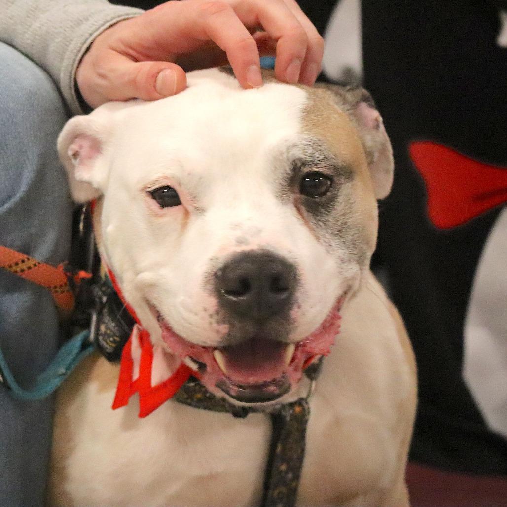 Enlarge Chase N. Tail  D9754, a Adoptable mixed breed in Princeton, MN image 2/6