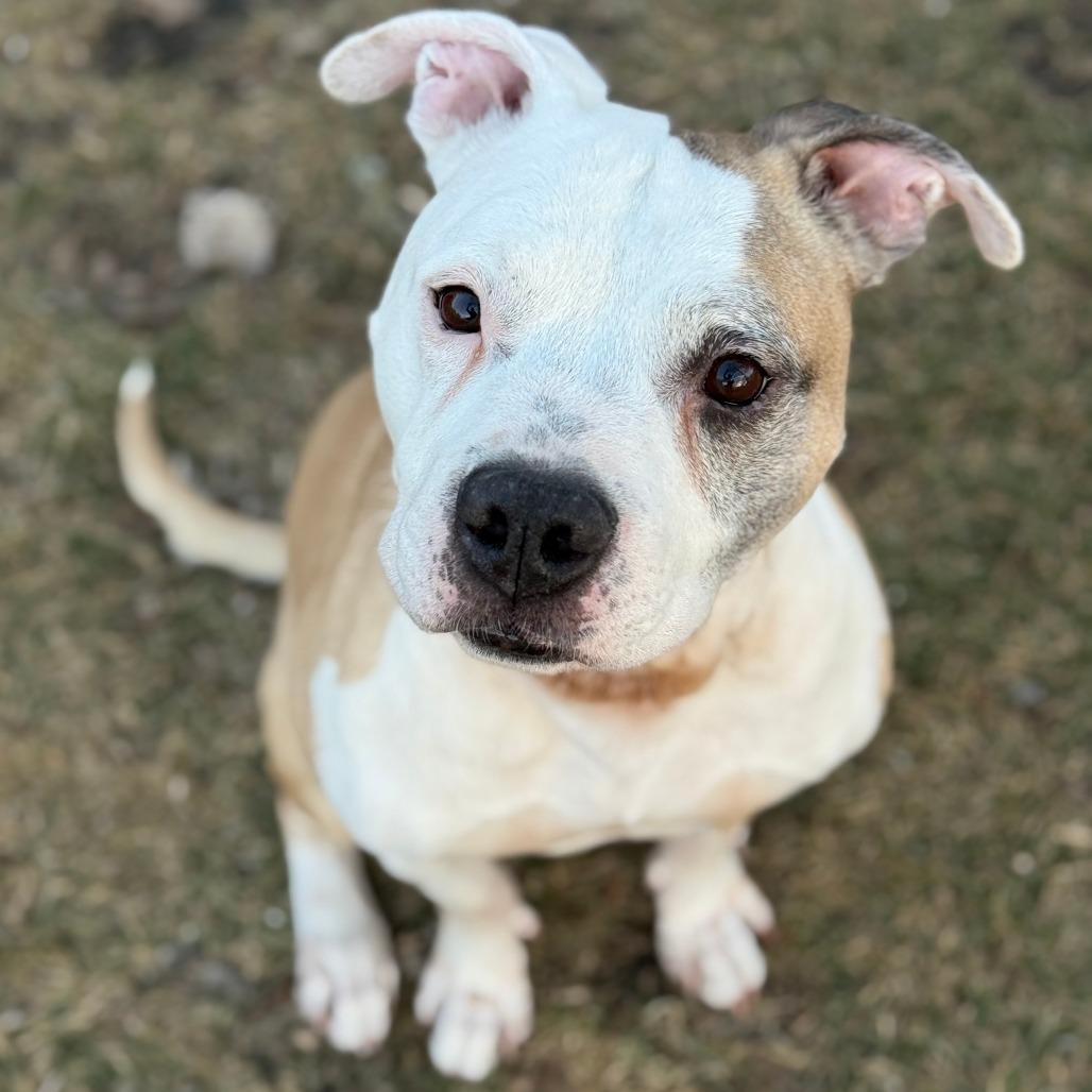 Enlarge Chase N. Tail  D9754, a Adoptable mixed breed in Princeton, MN image 2/6