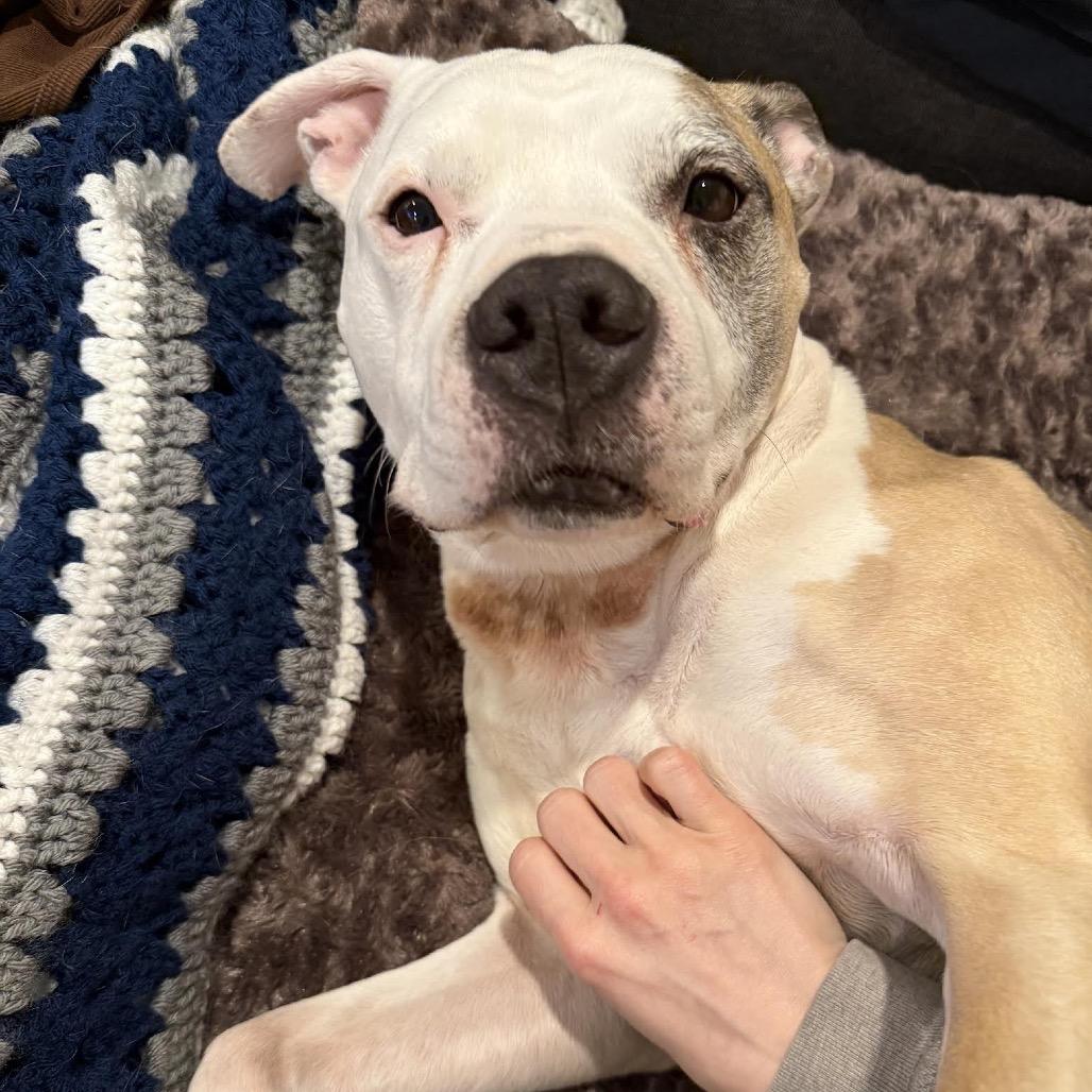 Enlarge Chase N. Tail  D9754, a Adoptable mixed breed in Princeton, MN image 2/6