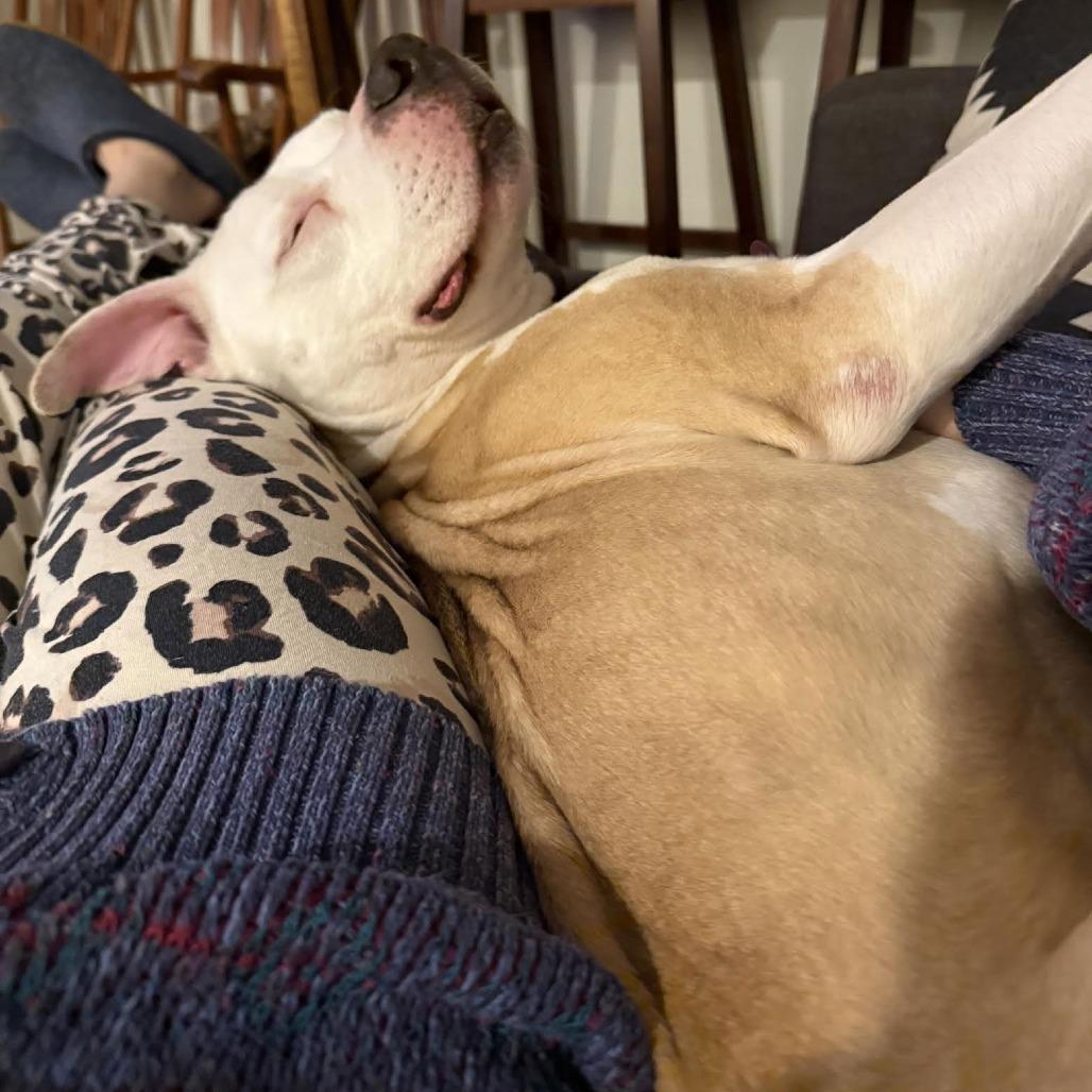 Enlarge Chase N. Tail  D9754, a Adoptable mixed breed in Princeton, MN image 3/6