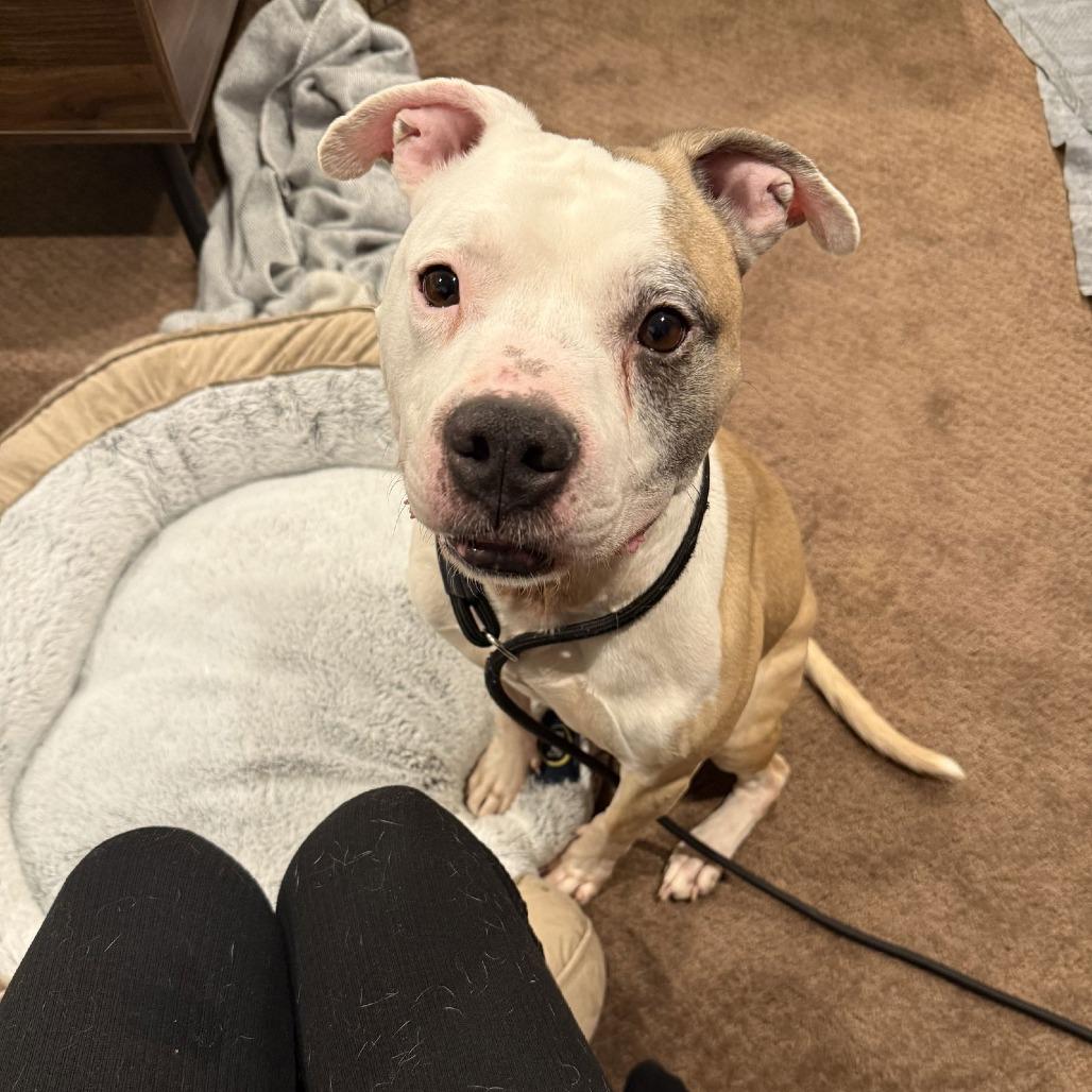 Enlarge Chase N. Tail  D9754, a Adoptable mixed breed in Princeton, MN image 4/6