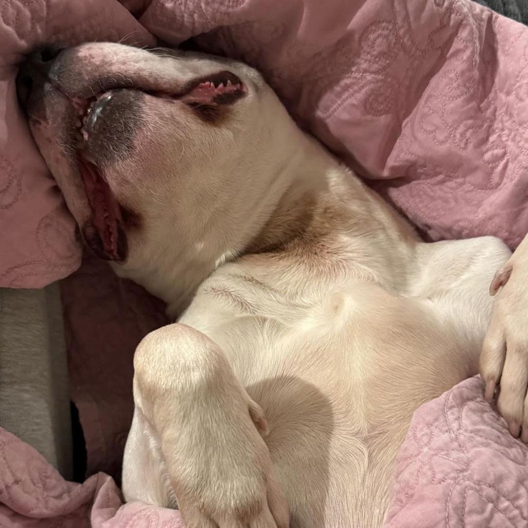 Enlarge Chase N. Tail  D9754, a Adoptable mixed breed in Princeton, MN image 5/6