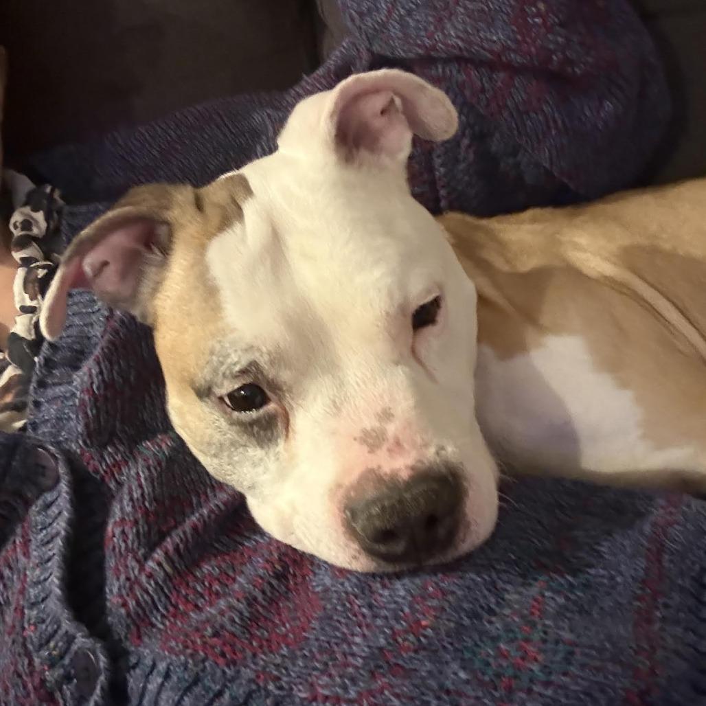 Enlarge Chase N. Tail  D9754, a Adoptable mixed breed in Princeton, MN image 6/6