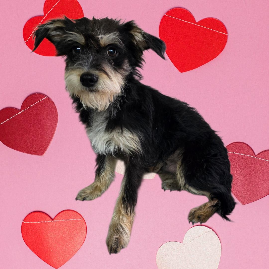 Chi-Poo Puppy #3, ADOPTABLE, Puppy Male Chihuahua & Miniature Poodle.