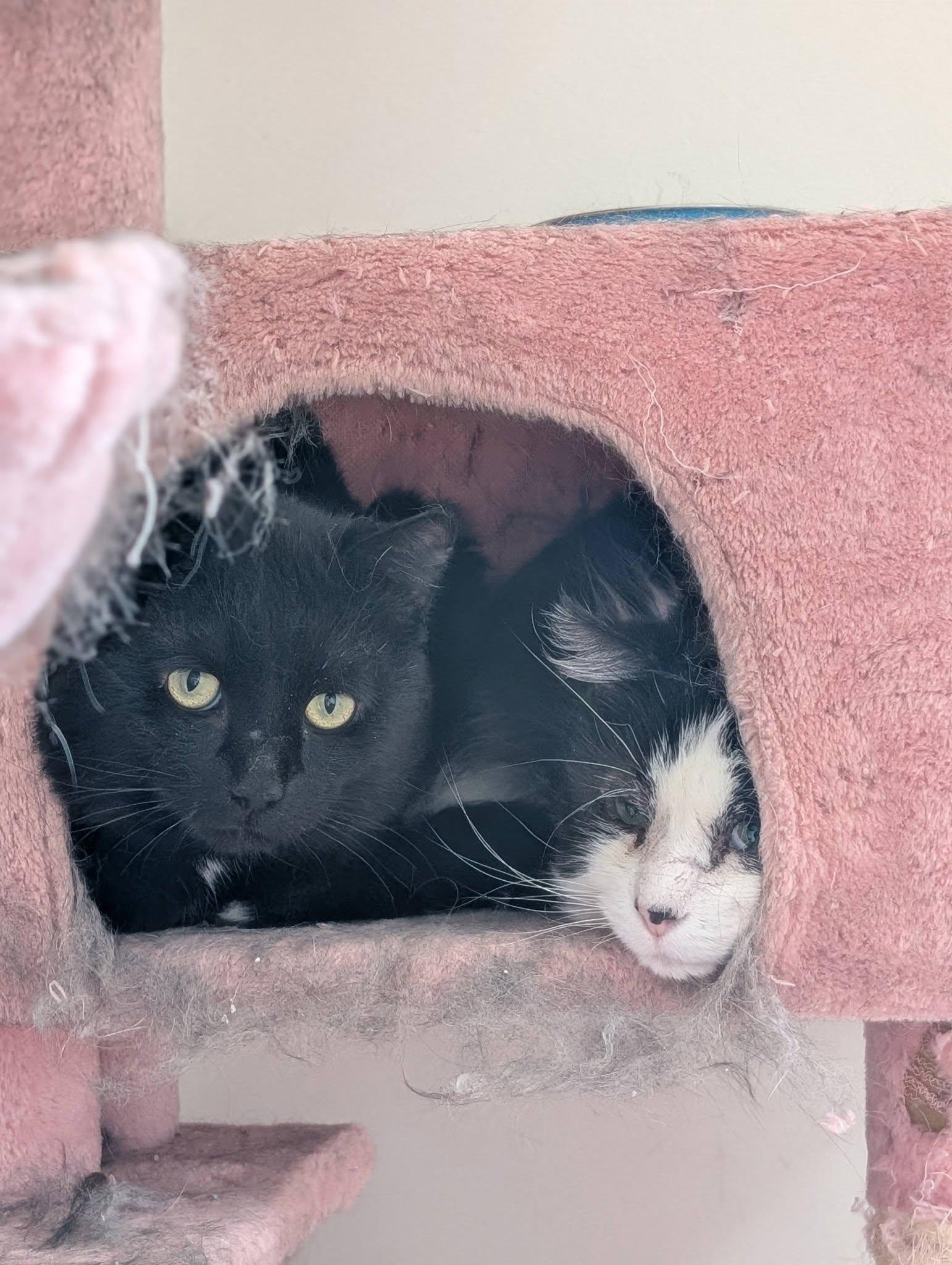 Panther, ADOPTABLE, Adult Male Domestic Short Hair.