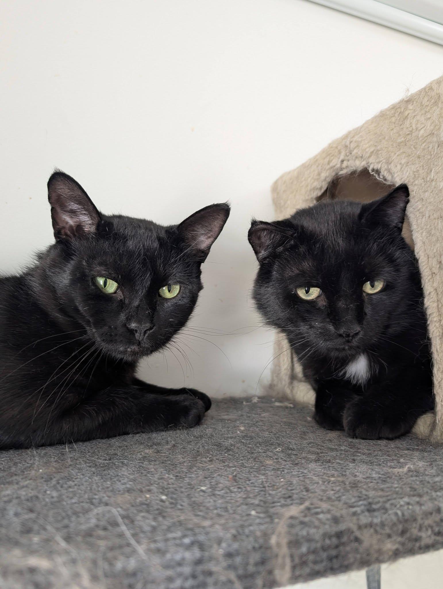 Enlarge Panther, a ADOPTABLE Domestic Short Hair in Spencerville, ON image 3/3