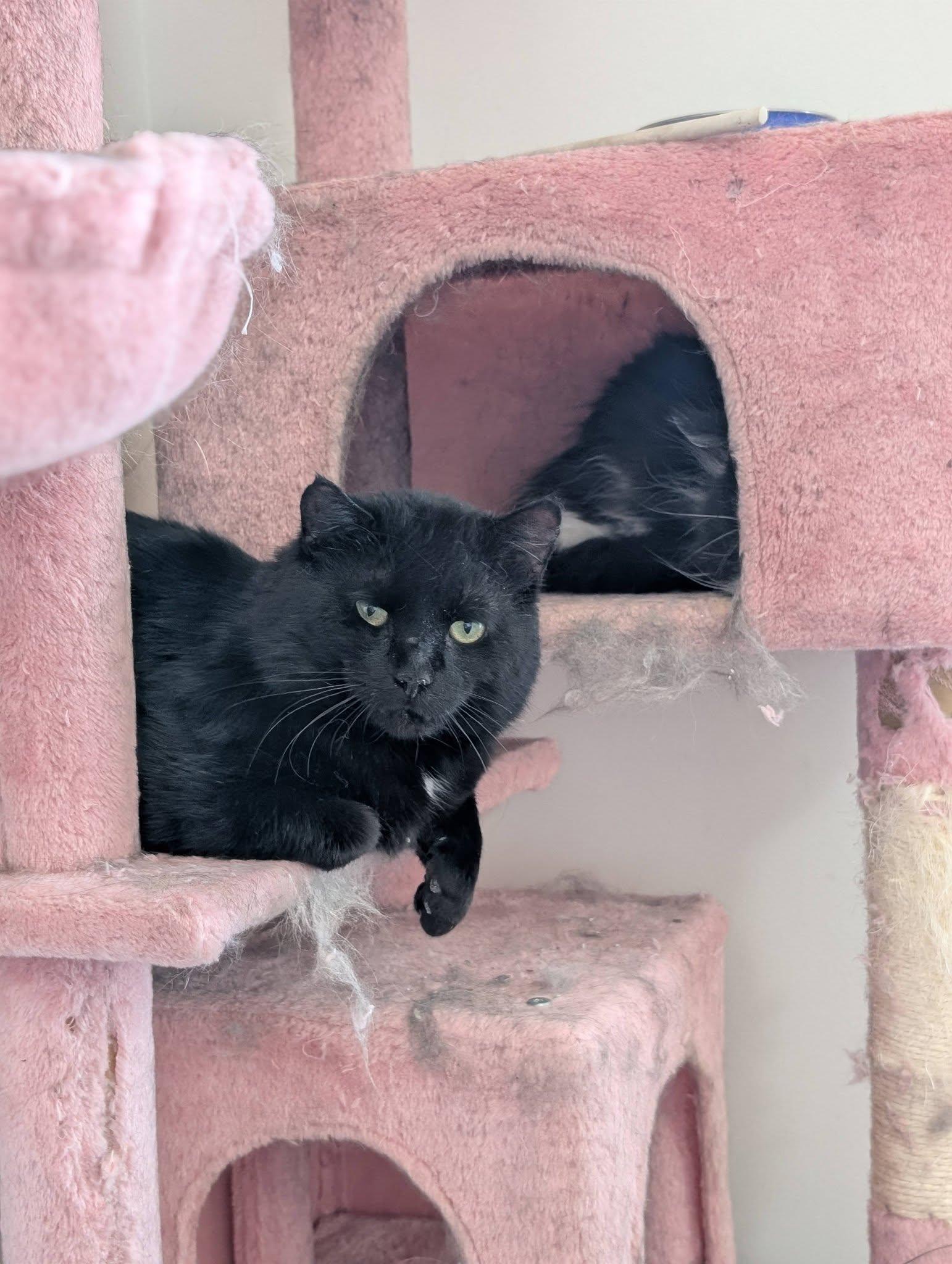Enlarge Panther, a ADOPTABLE Domestic Short Hair in Spencerville, ON image 2/3