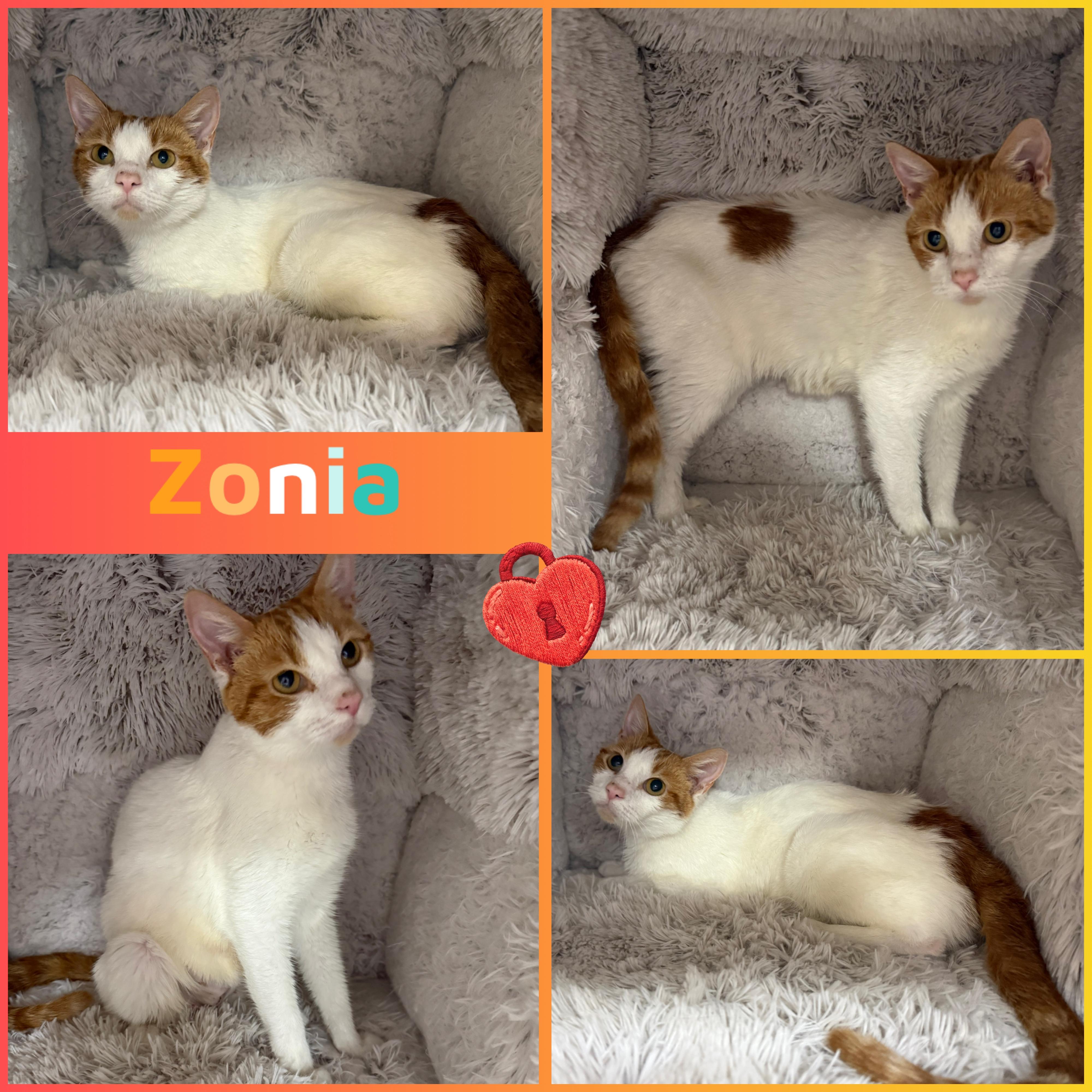 Enlarge Zonia, a ADOPTABLE Domestic Short Hair in Louisville, KY image 1/1