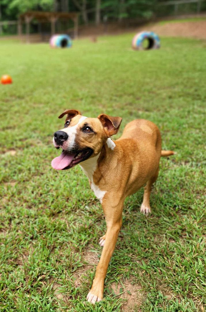 Enlarge Lucky, a Adoptable mixed breed in Landrum, SC image 1/5