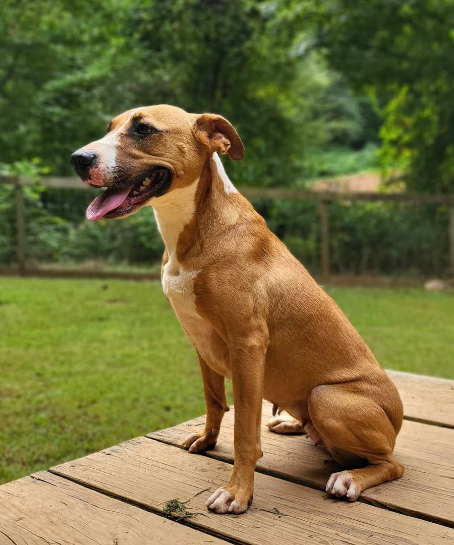 Enlarge Lucky, a Adoptable mixed breed in Landrum, SC image 2/5