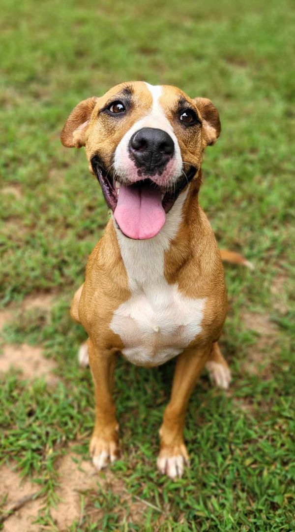 Enlarge Lucky, a Adoptable mixed breed in Landrum, SC image 3/5