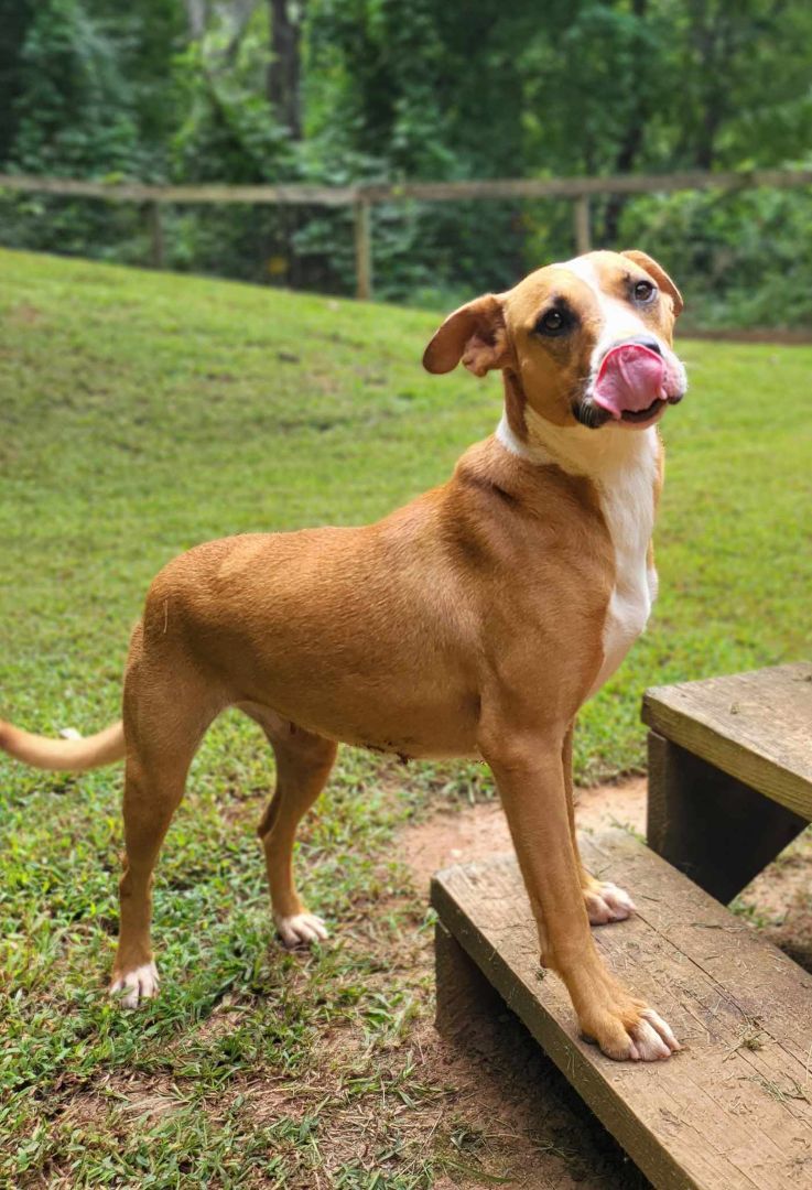 Enlarge Lucky, a Adoptable mixed breed in Landrum, SC image 4/5