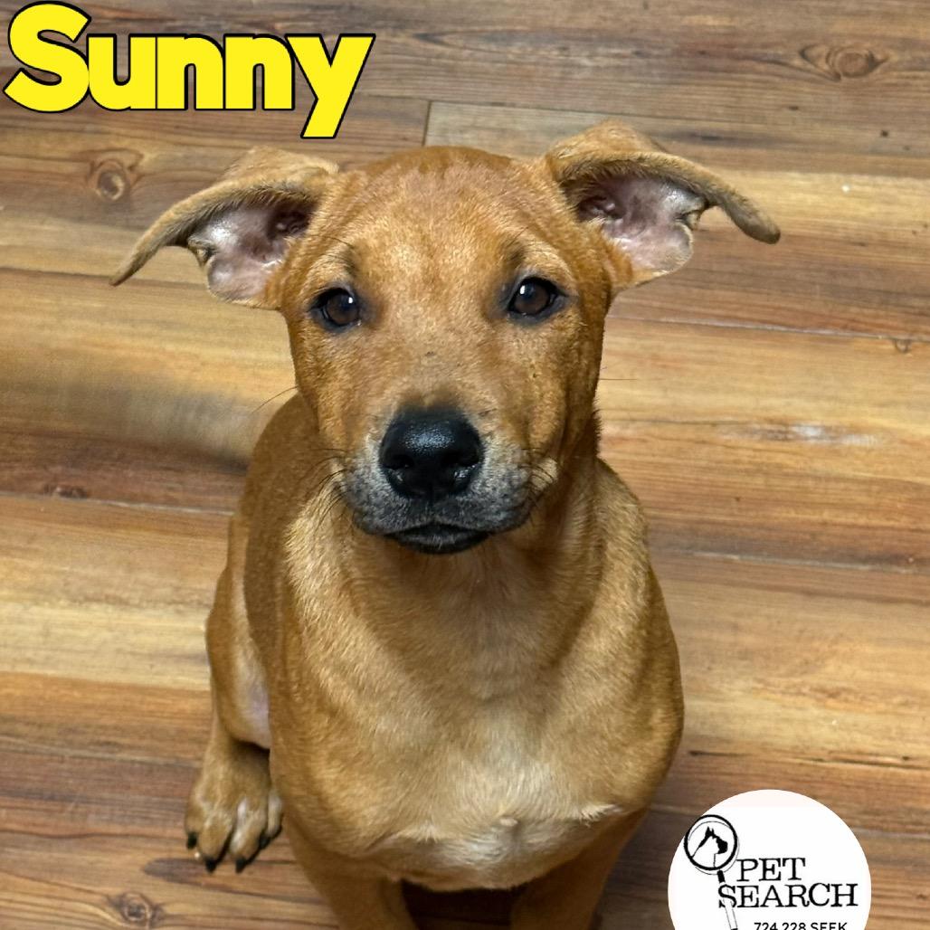 Sunny(Prince), ADOPTABLE, Puppy • Male, Australian Kelpie & Mixed Breed.