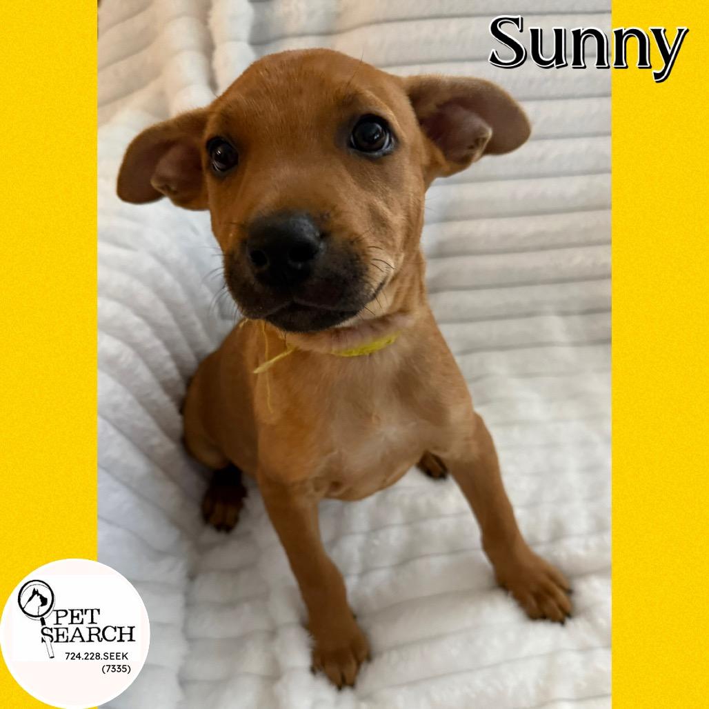 Enlarge Sunny(Prince), a Adoptable mixed breed in Washington, PA image 3/4
