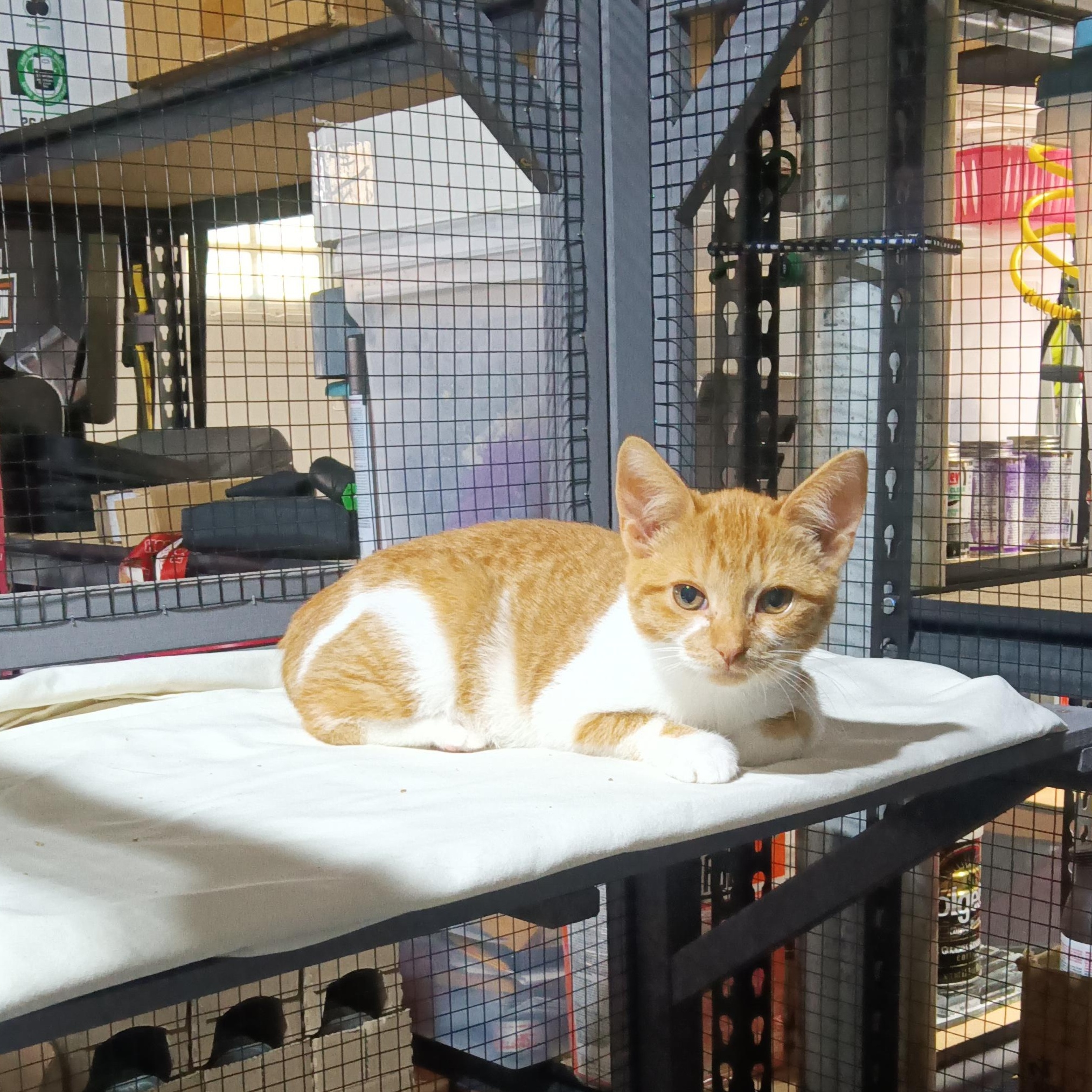 Bandit, Adoptable, Kitten Female Domestic Short Hair.