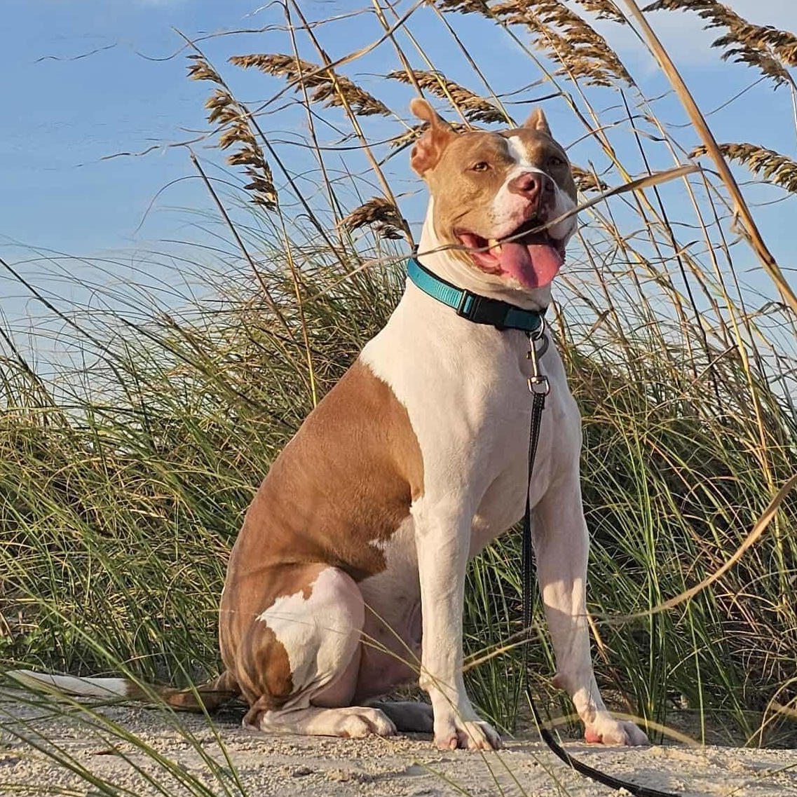 Enlarge Flint, an adopted mixed breed in Tacoma, WA image 2/6