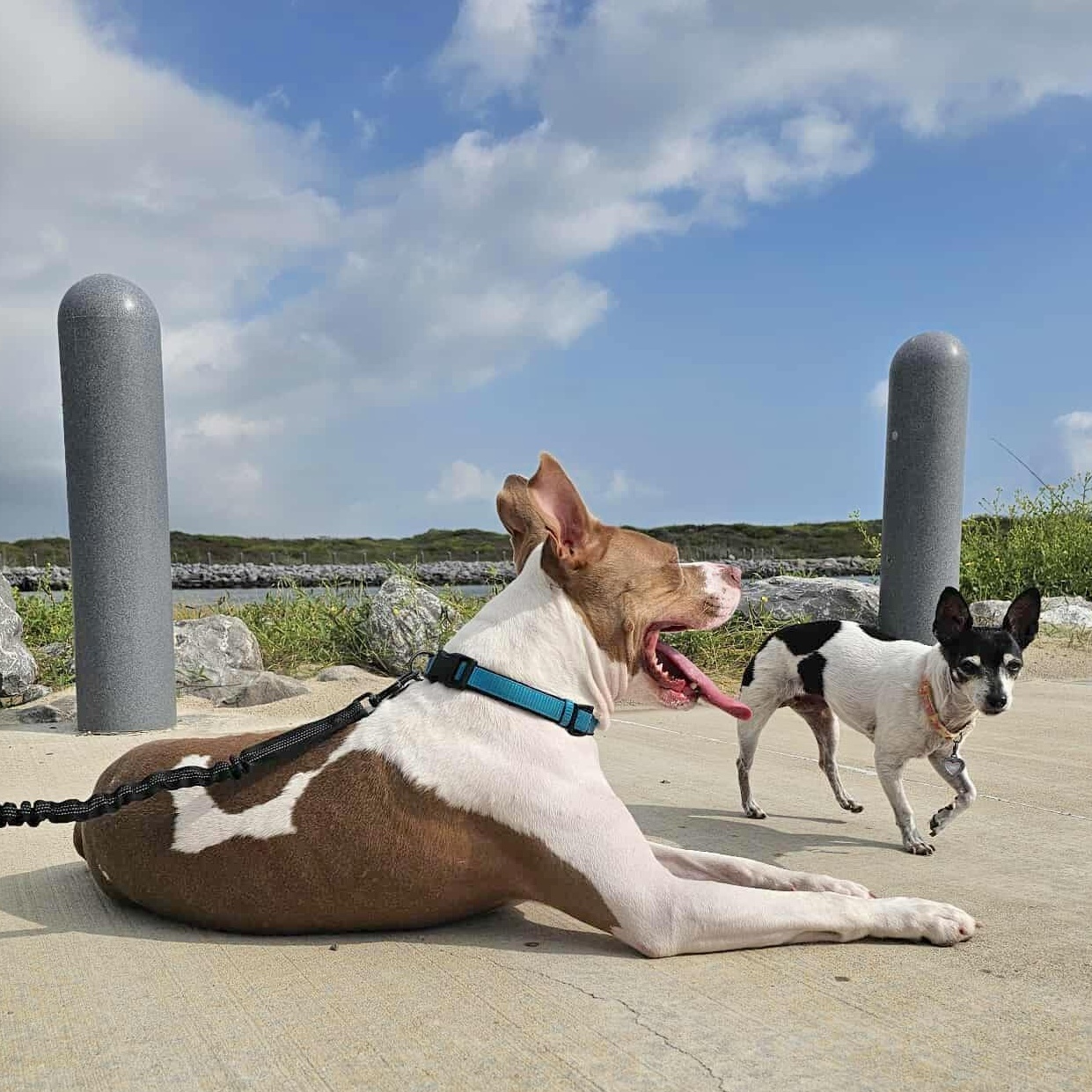 Enlarge Flint, an adopted mixed breed in Tacoma, WA image 5/6
