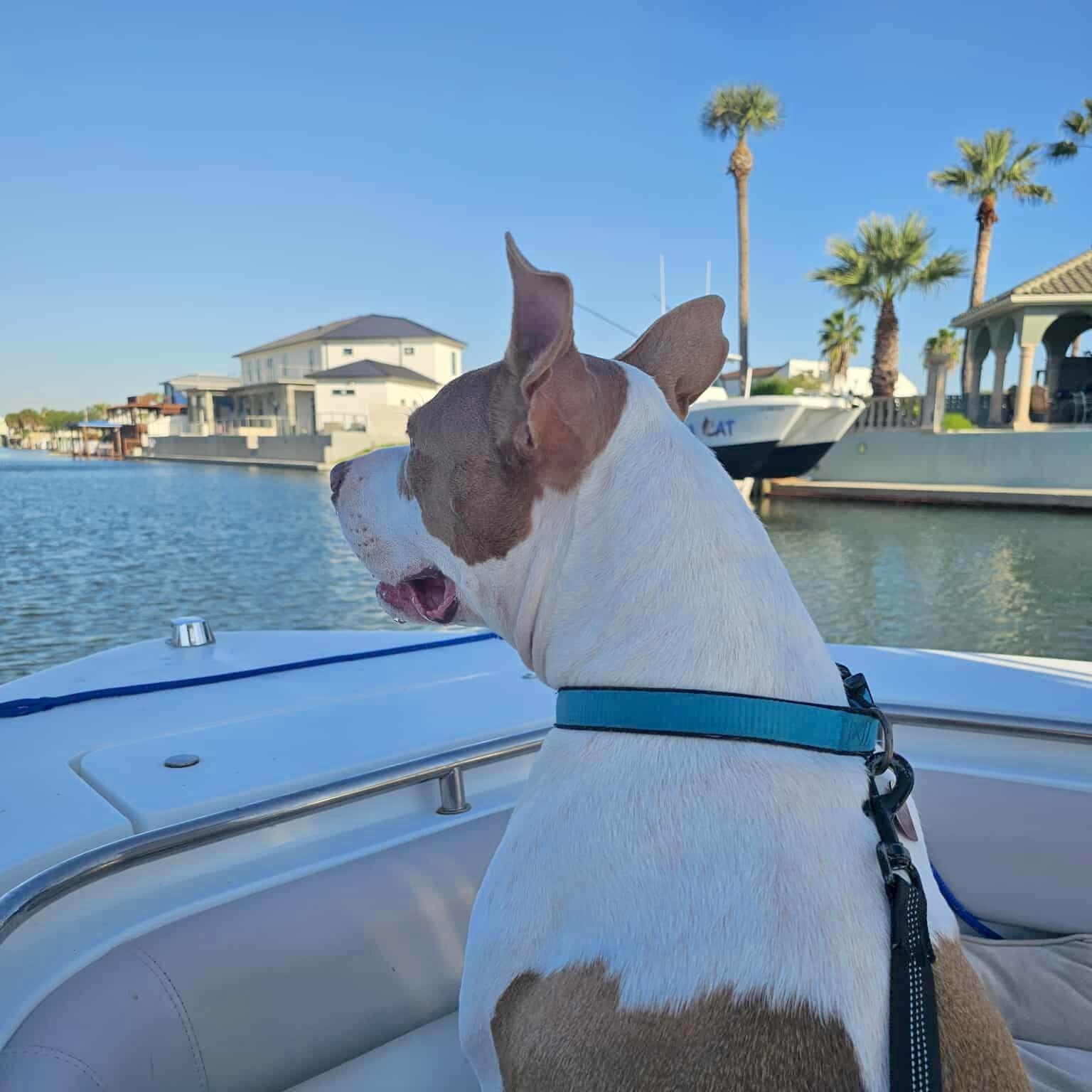 Enlarge Flint, an adopted mixed breed in Tacoma, WA image 6/6